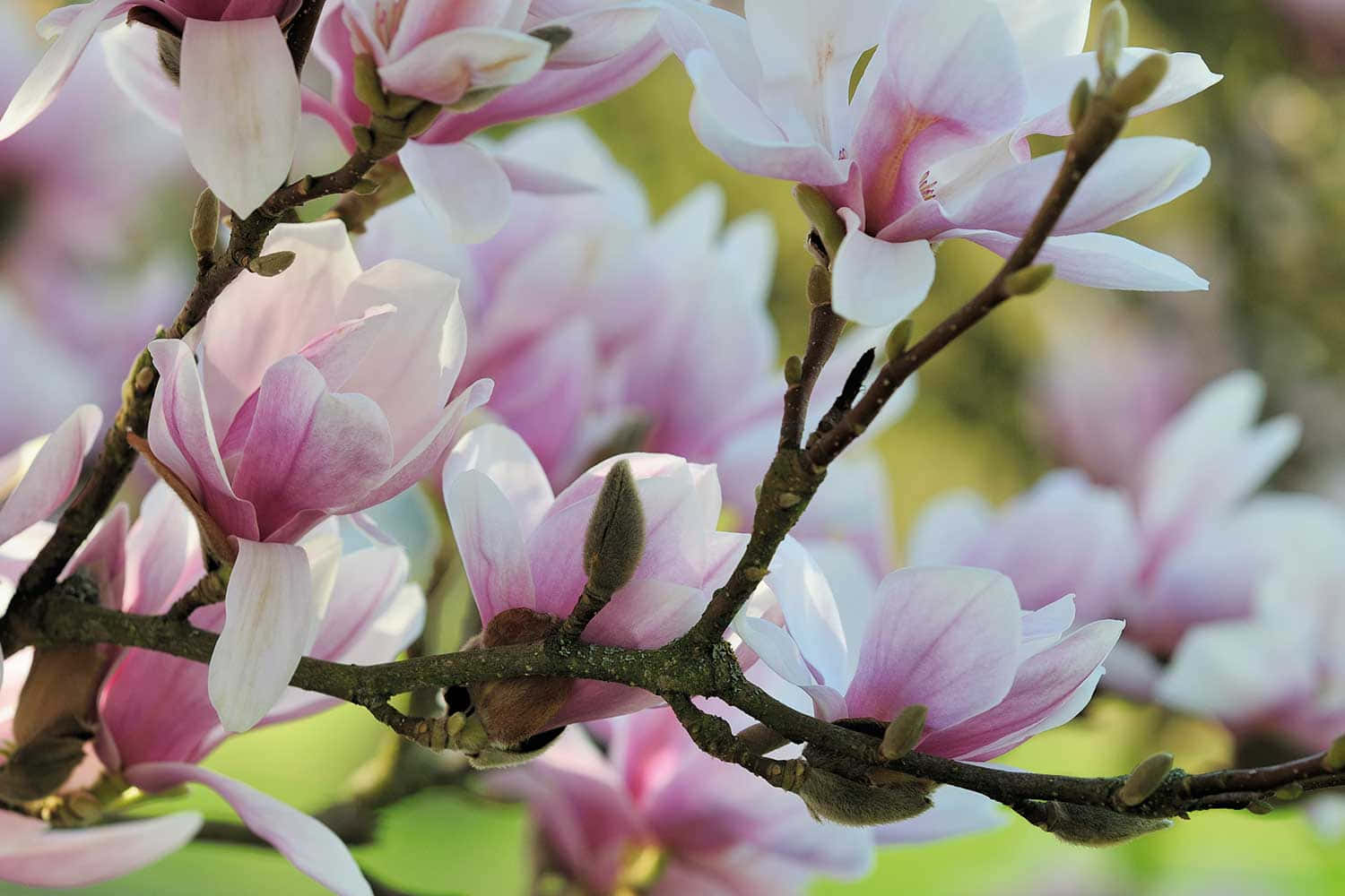 Magnolia 桌布 壁紙 — 特寫鏡頭，嬌嫩的粉紅色和白色木蘭花在深色樹枝上綻放，背景是柔和的綠色模糊。