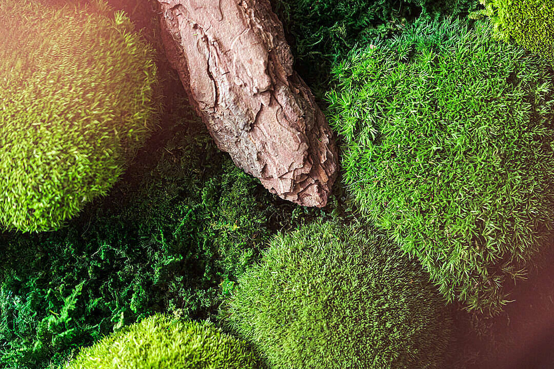 Grass 桌布 壁紙 — 特寫鏡頭，展現充滿活力的綠色苔蘚簇圍繞著紋理豐富的棕色樹皮，柔和陽光穿透其間。