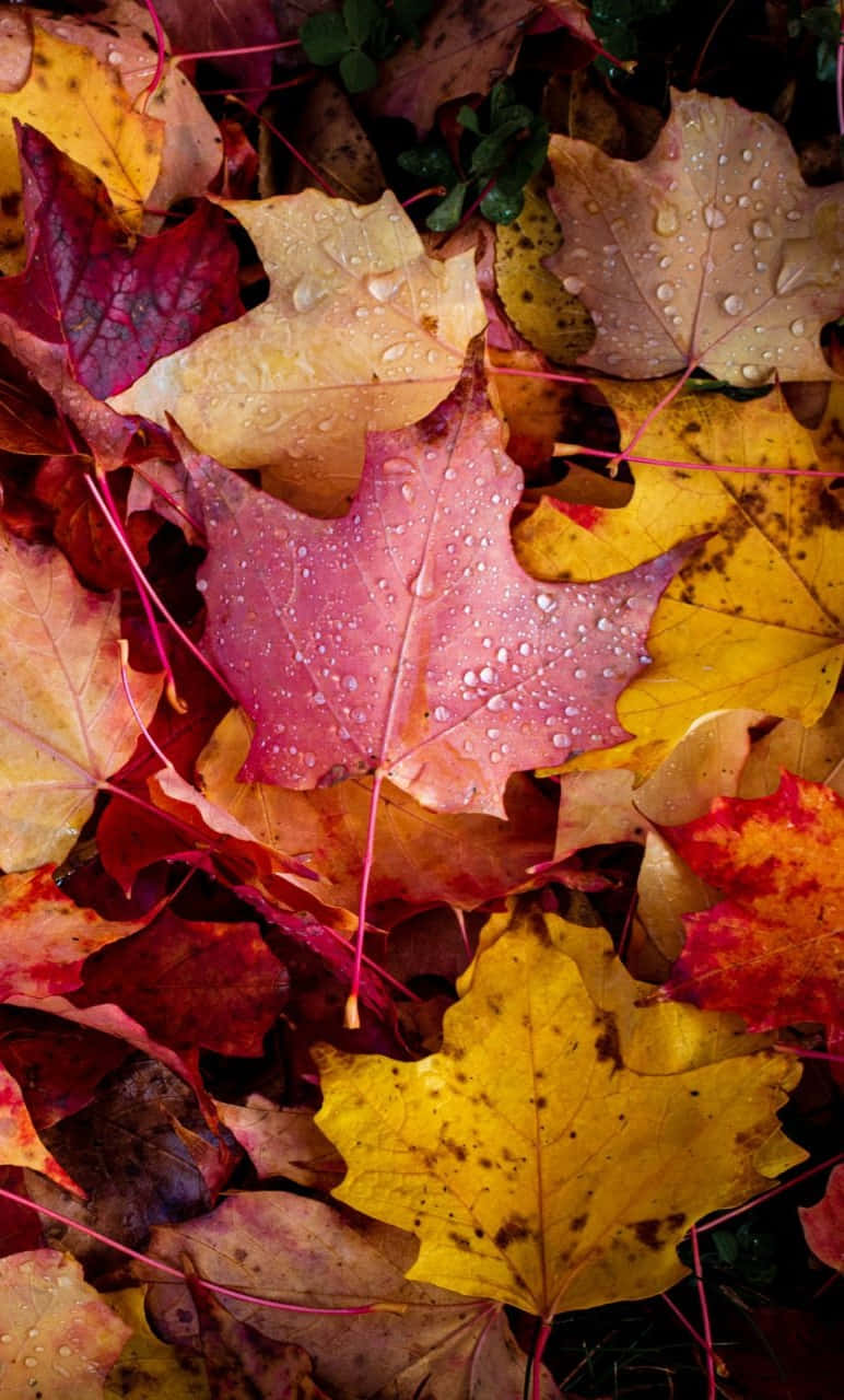 Fall Leaves iPhone 桌布 壁紙 — 特寫鏡頭，展現紅、黃、橙色調的鮮豔秋日楓葉，葉片上覆蓋著閃閃發光的露珠。