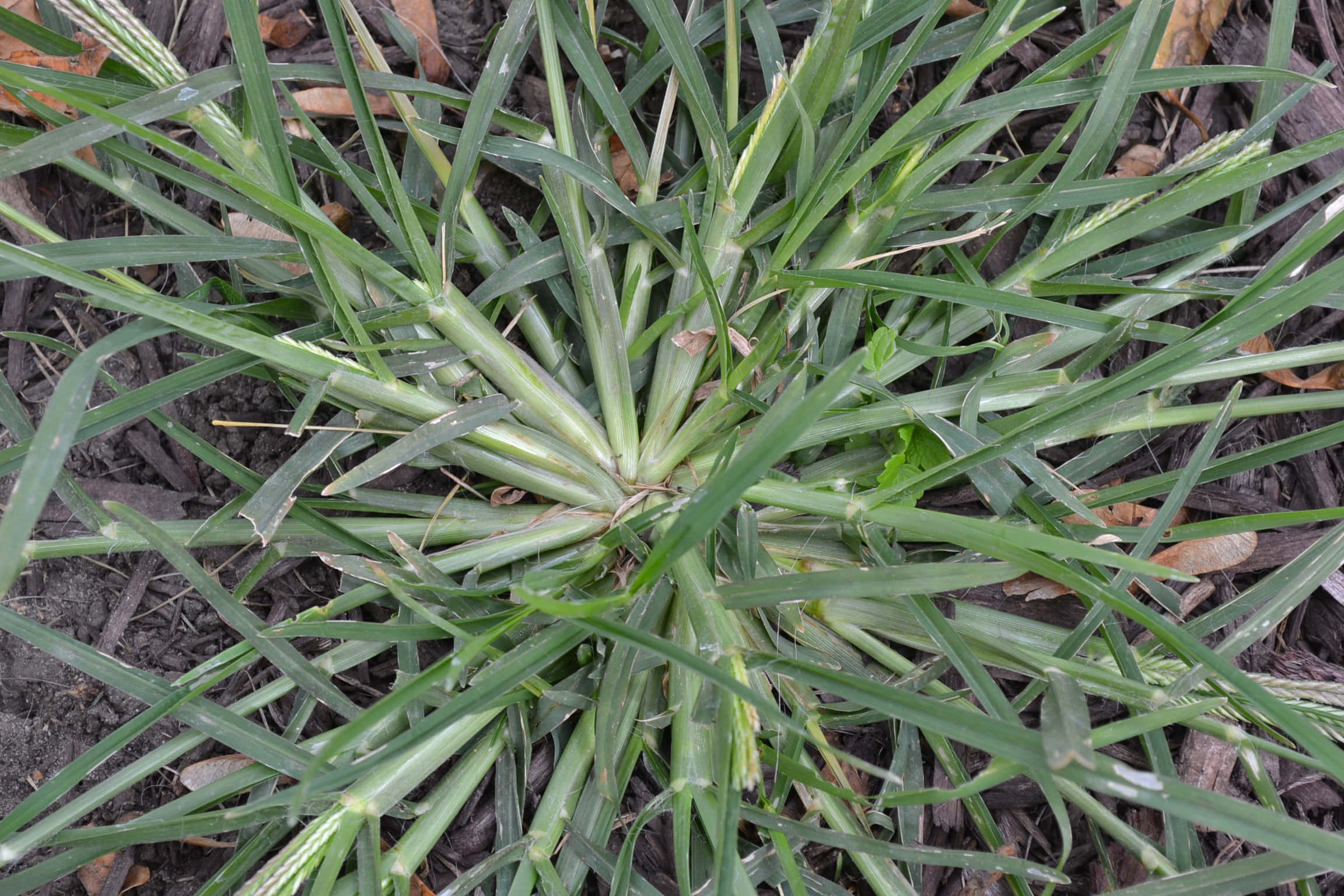 Grass 桌布 壁紙 — 特寫鏡頭，展現鮮綠色草葉從中心點向外輻射，背景為深色土壤和散落的枯葉。
