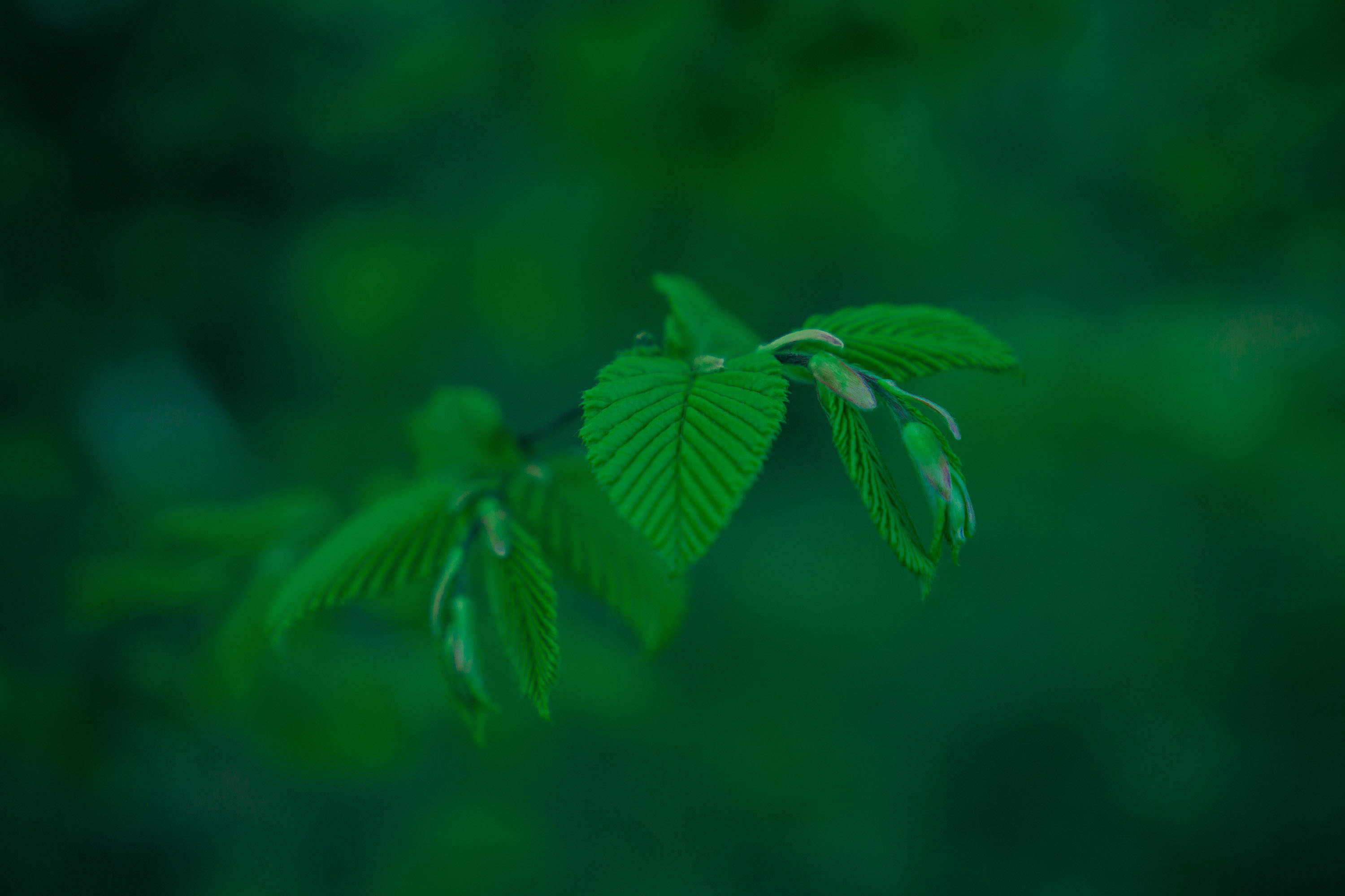 Emerald 桌布 壁紙 — 特寫鏡頭，展現鮮綠葉片上的細緻葉脈，背景是柔和模糊的森林。