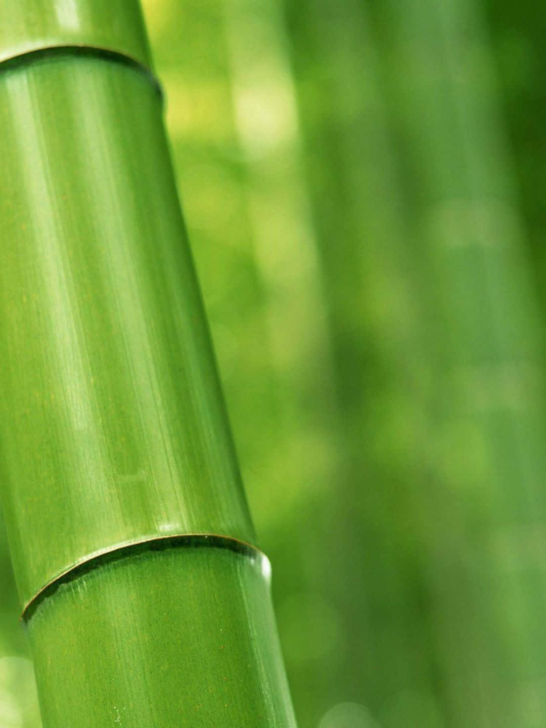 Bamboo Tree 桌布 壁紙 — 特寫鏡頭，展示一根鮮綠色竹莖，具有光滑的節狀紋理，背景是柔和模糊的森林。