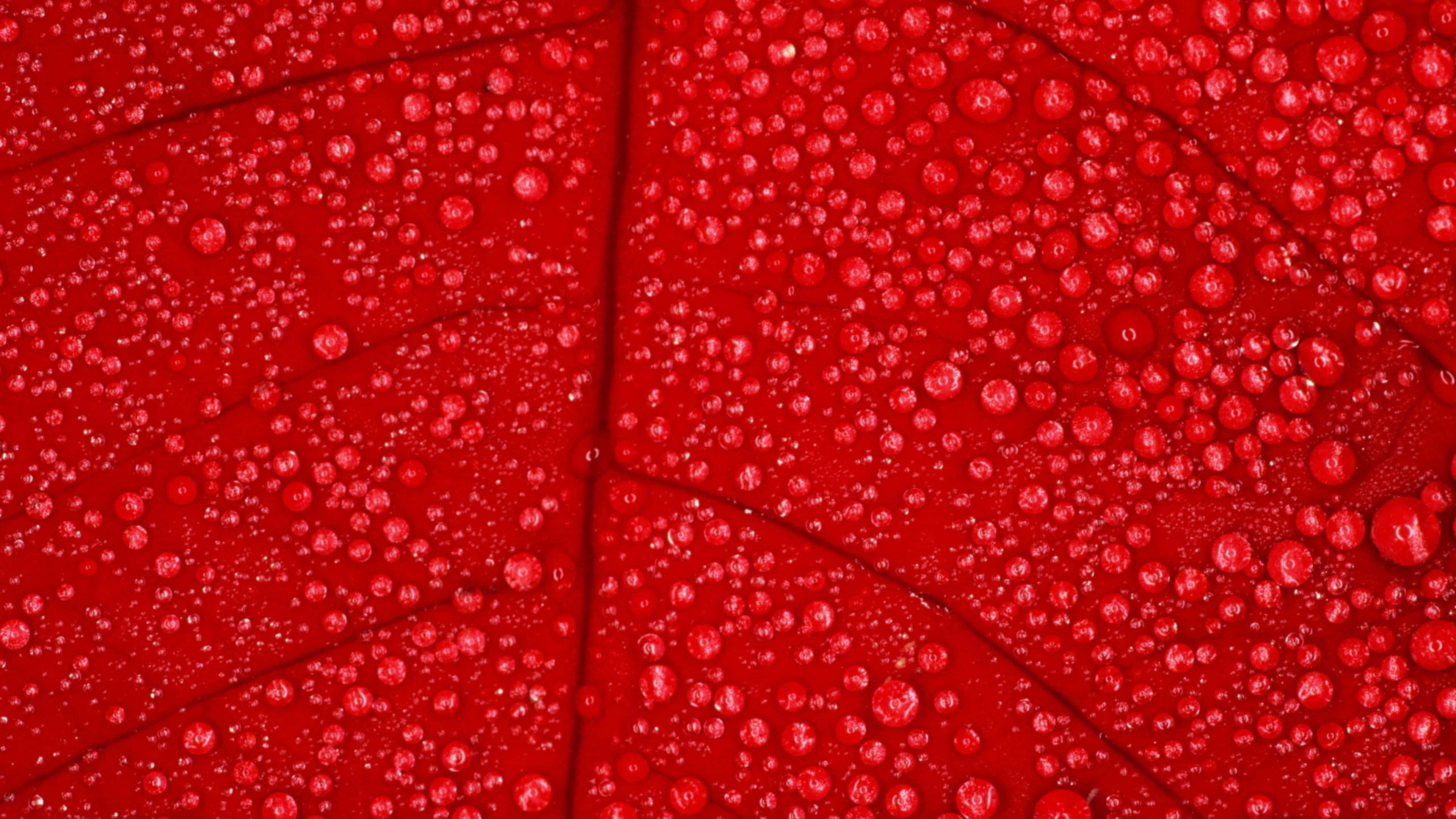 Fall Dew 桌布 壁紙 — 特寫鏡頭，展示一片鮮紅色葉子表面，點綴著閃閃發光的水珠，反射光線。
