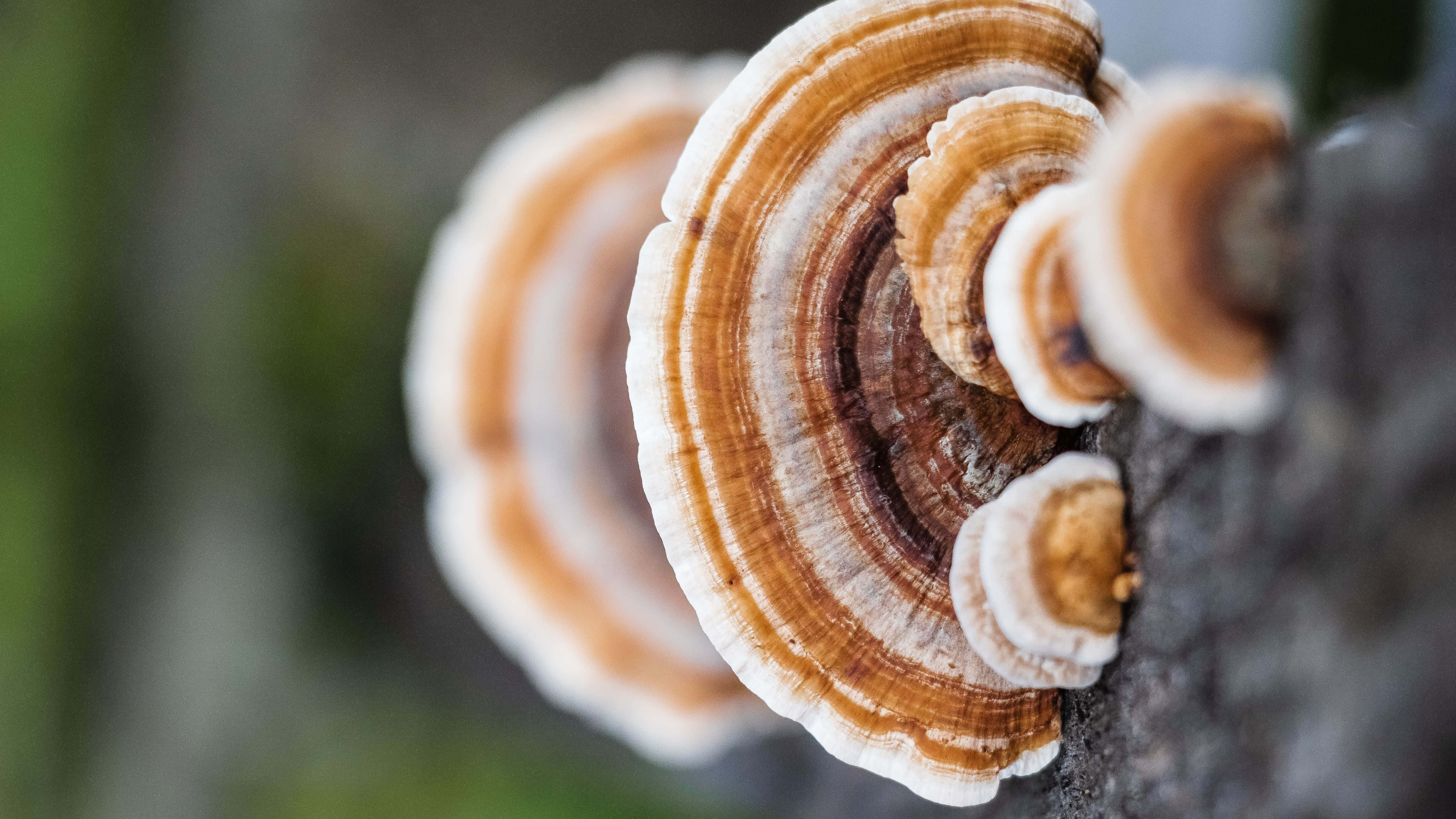 5120x2880 桌布 壁紙 — 特寫鏡頭：層疊的棕色和白色層架菌生長在紋理樹幹上，背景為柔和模糊的綠色。