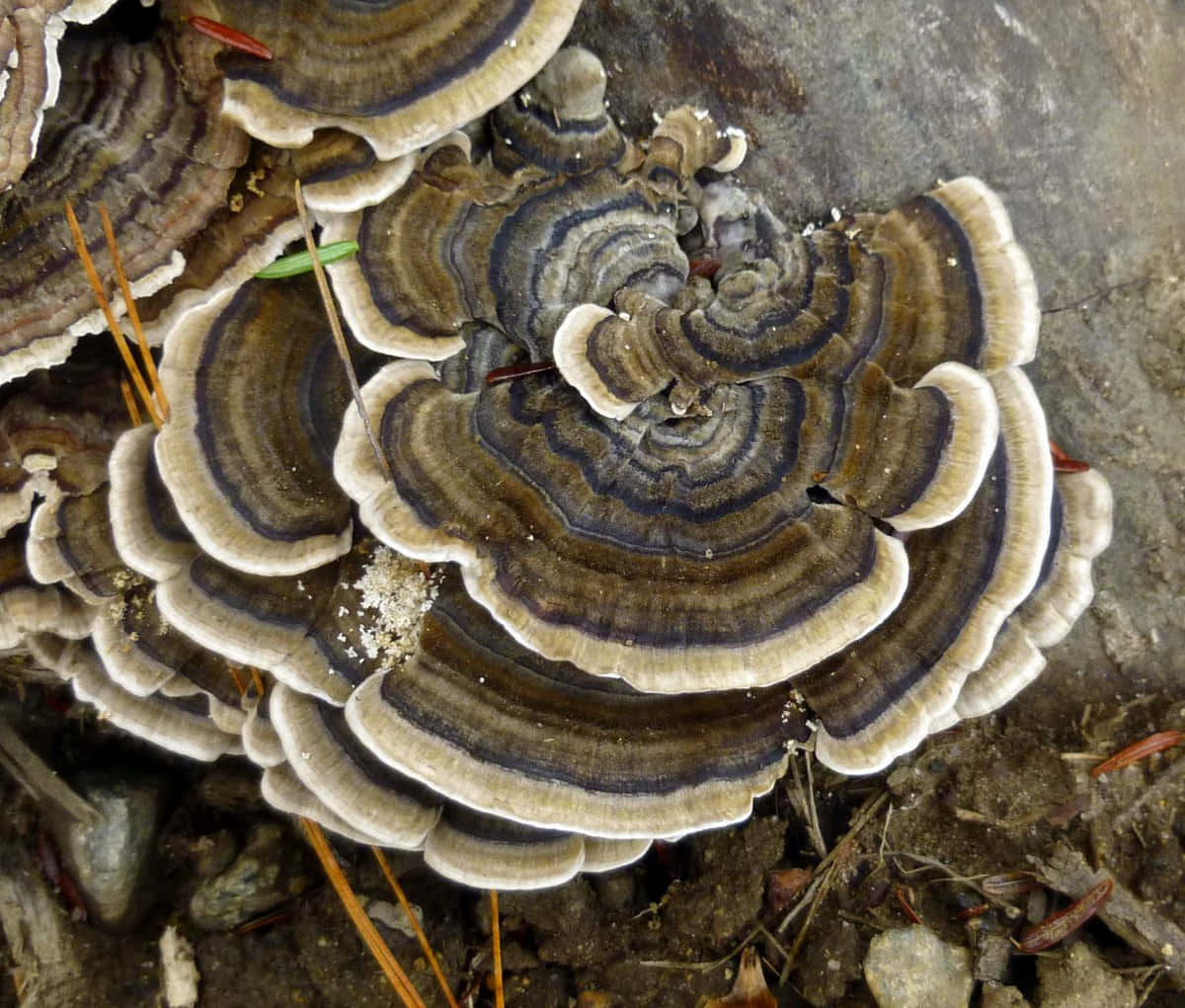 自然 桌布 壁紙 — 特寫鏡頭：層疊的火雞尾蘑菇，帶有棕色、藍色和奶油色的同心環，生長在腐爛的木頭上。