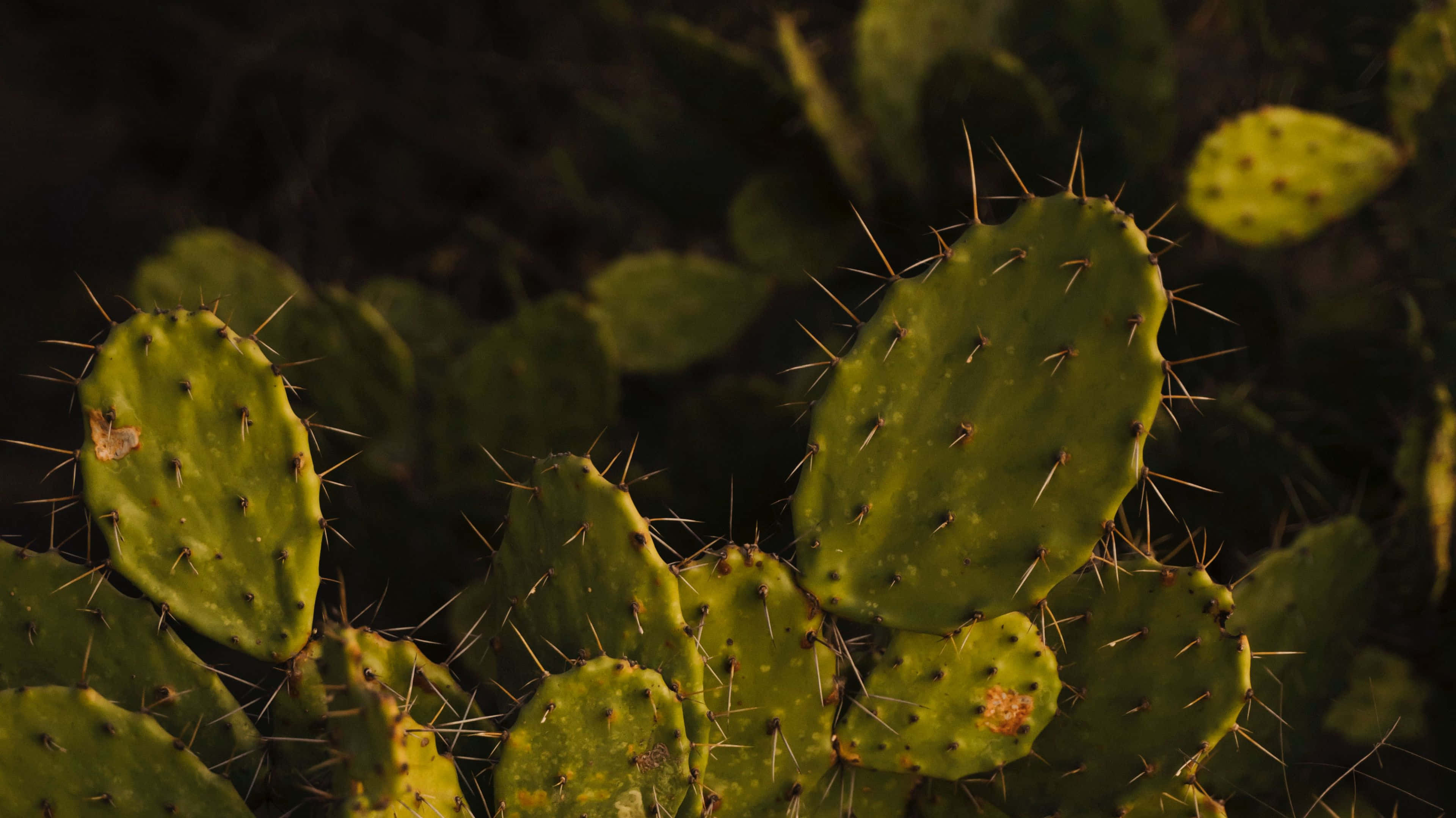 Cactus 桌布 壁紙 — 特寫鏡頭：帶刺的綠色仙人掌掌片沐浴在溫暖的金色陽光下，背景為深色模糊。