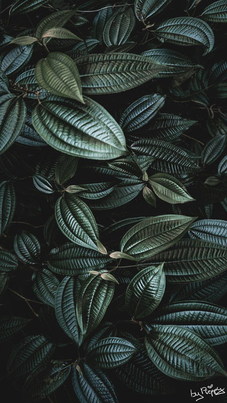Leaves 桌布 壁紙 — 特寫鏡頭：帶有複雜葉脈的光澤深綠色熱帶葉子，背景陰暗。
