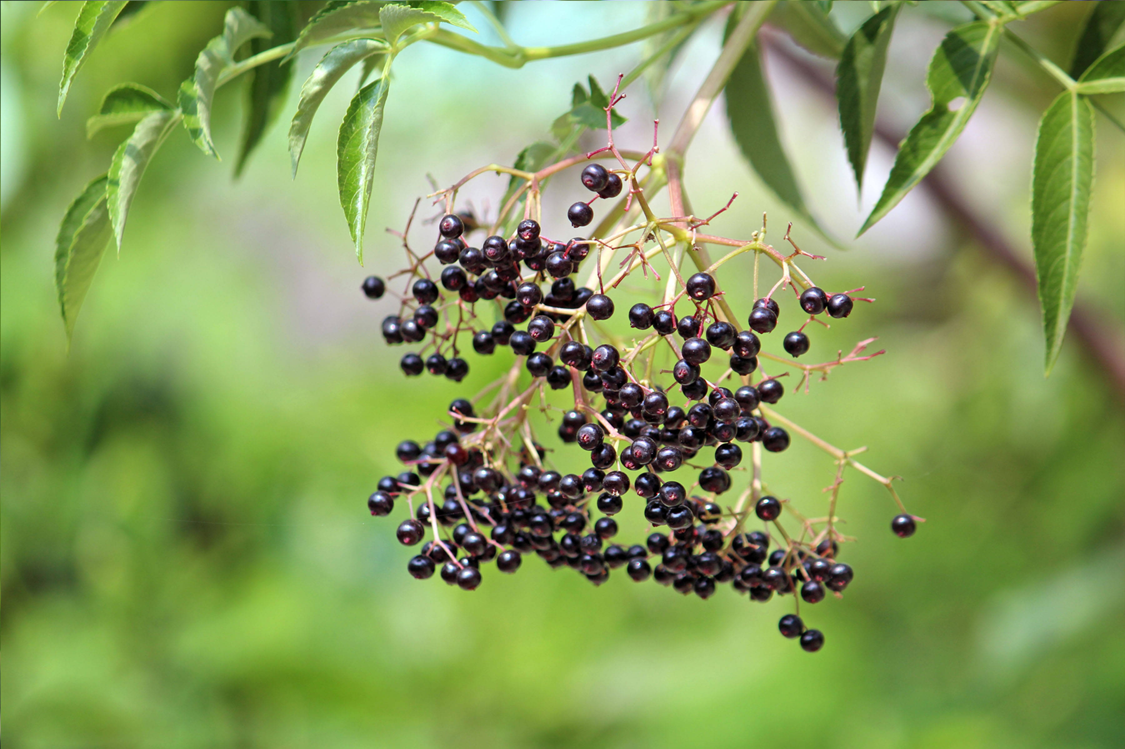 Fruits 桌布 壁紙 — 特寫鏡頭：成熟接骨木莓成串懸掛在枝葉茂密的樹枝上，背景為柔和綠色。