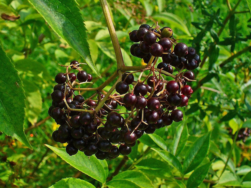 Fruits 桌布 壁紙 — 特寫鏡頭：成熟的深紫色接骨木莓簇生在莖上，周圍環繞著充滿活力的綠葉。