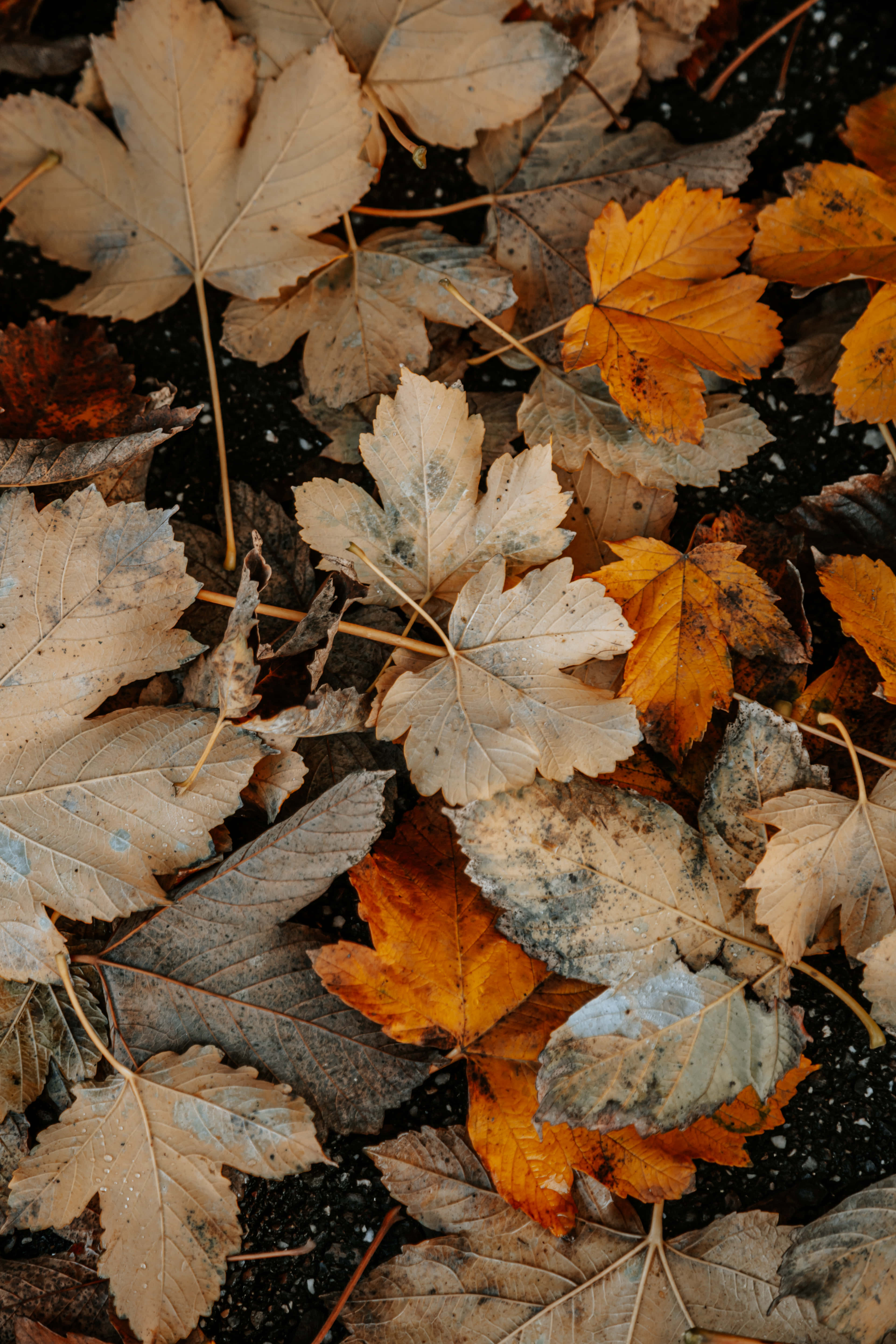 Aesthetic Leaf 桌布 壁紙 — 特寫鏡頭：散落在深色泥土上的秋日落葉，呈現橙、米色和棕色色調。
