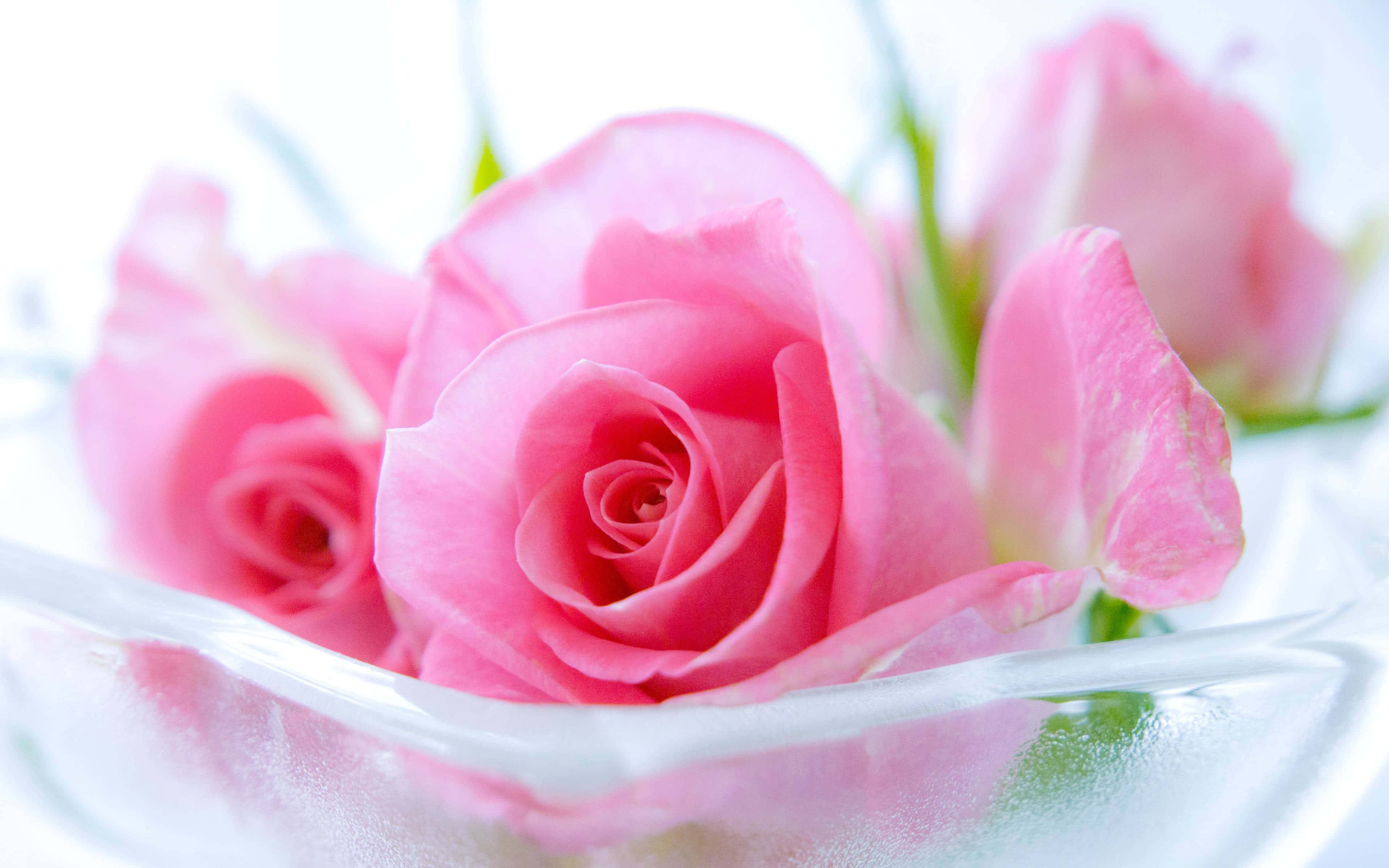 HD Rose 桌布 壁紙 — 特寫鏡頭：柔嫩的粉紅玫瑰，花瓣柔軟，放在透明玻璃碗中，襯以明亮的白色背景。