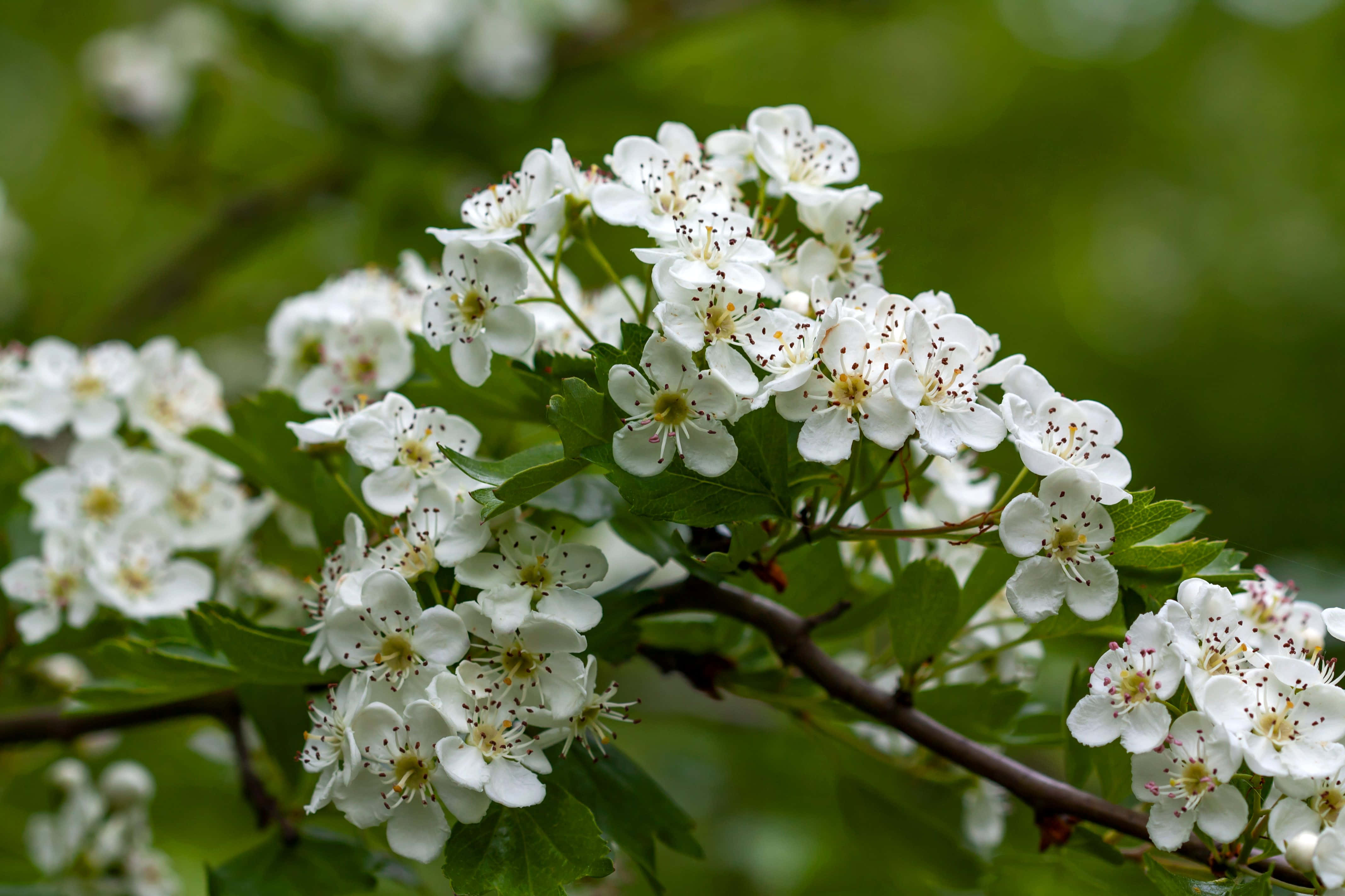 Flower Tree 桌布 壁紙 — 特寫鏡頭：柔軟綠色背景襯托下，一簇簇帶有黃色花心的精緻白色花朵綻放在枝頭。