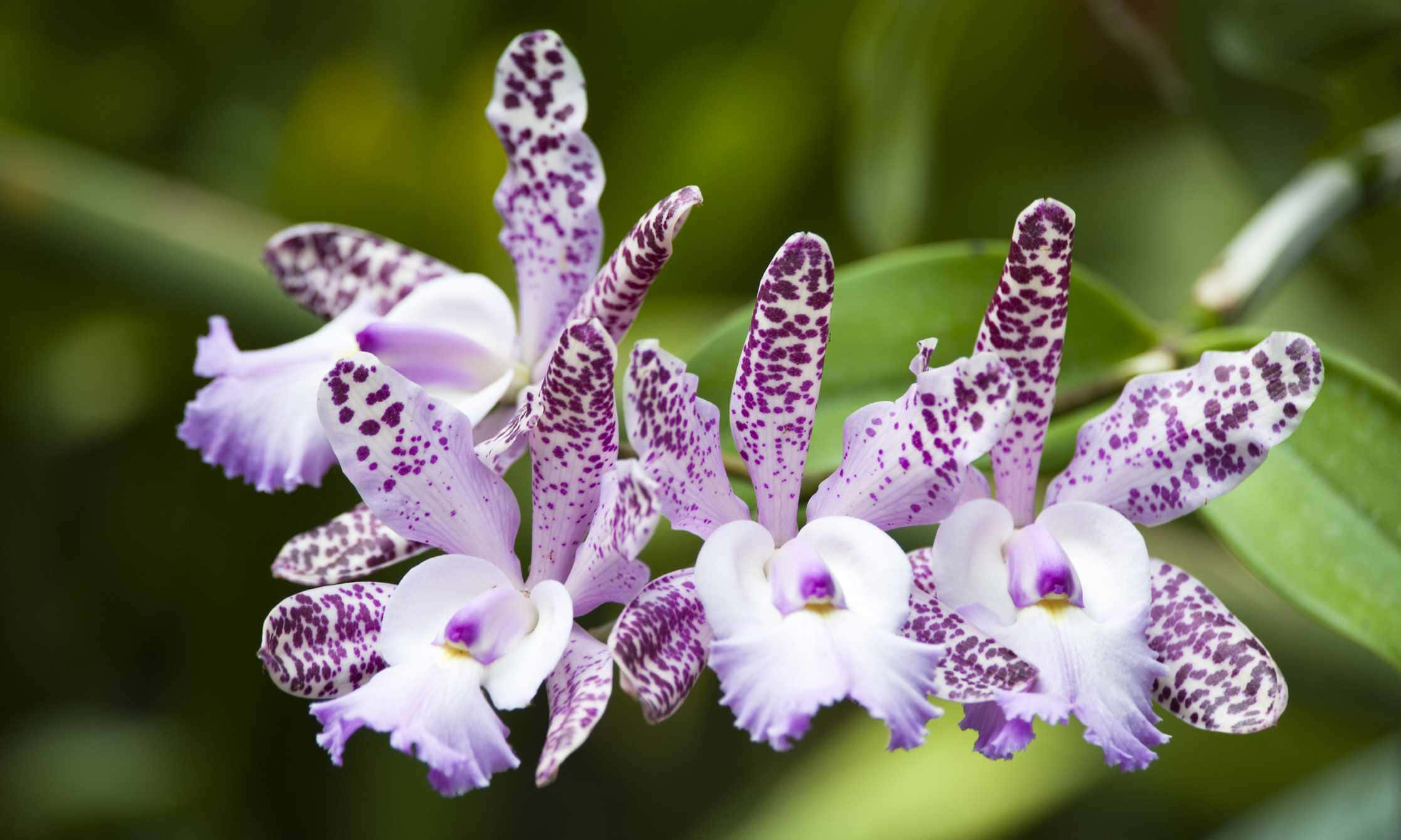Orchid 桌布 壁紙 — 特寫鏡頭：柔軟綠色葉片襯托下，精緻的紫色和白色斑點蘭花盛開，帶有褶邊花瓣。