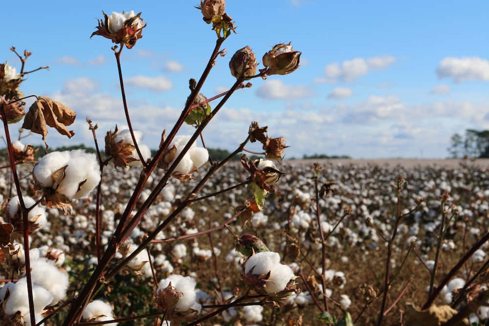 Cotton Field 桌布 壁紙 — 特寫鏡頭：棕色莖上蓬鬆的白色棉鈴，背景是廣闊的田野，上方是明亮的藍天，點綴著幾朵白雲。