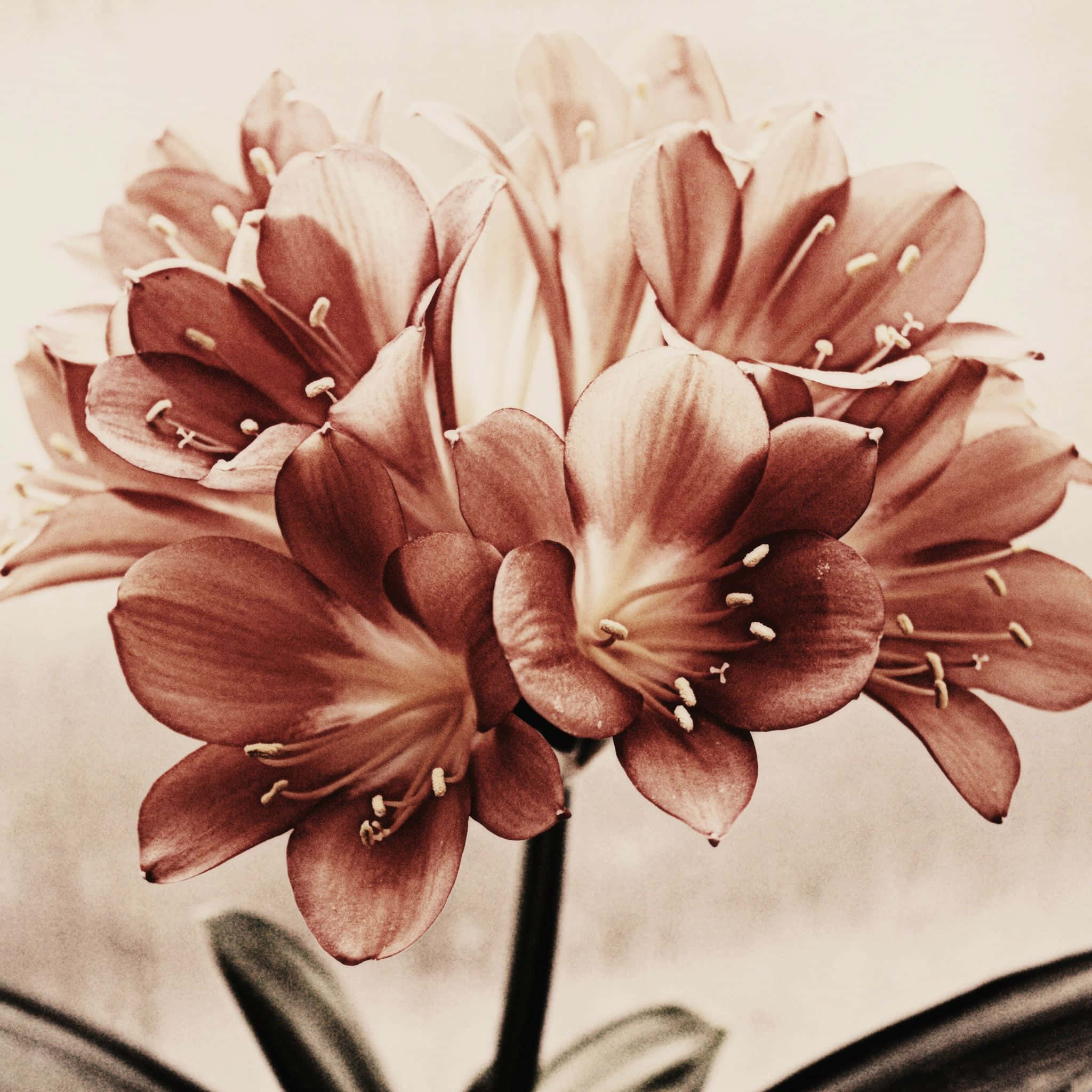 Flowers Aesthetic 桌布 壁紙 — 特寫鏡頭：棕褐色調的孤挺花，花瓣精緻，雄蕊清晰可見，背景柔和模糊。