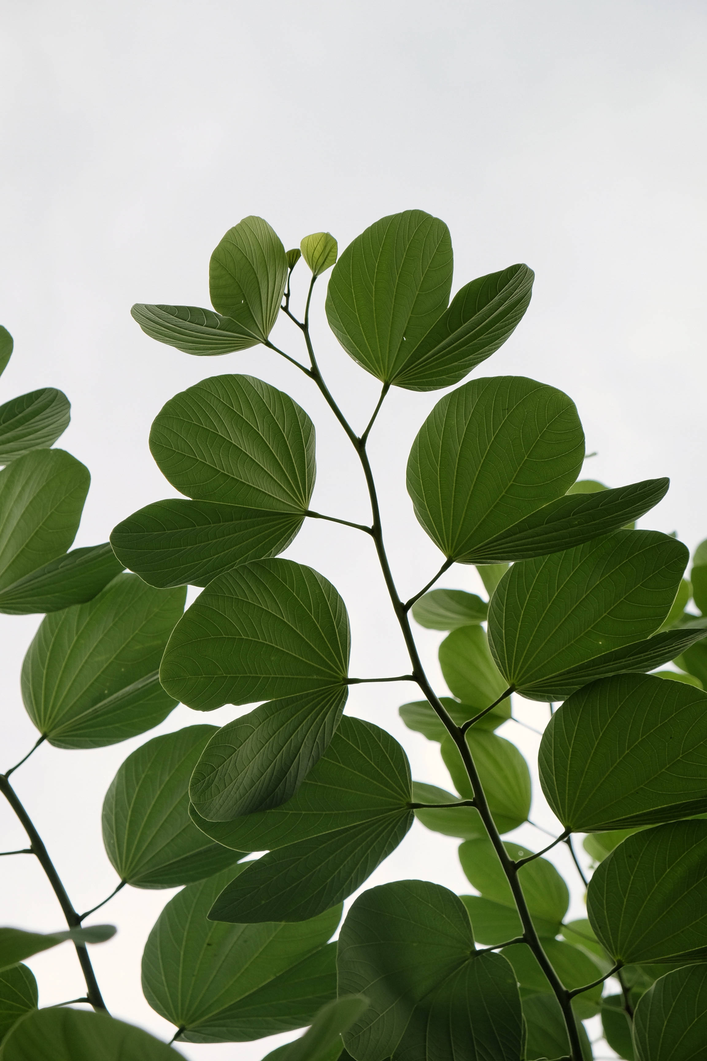 葉子 桌布 壁紙 — 特寫鏡頭：樹枝上充滿活力的綠色心形葉子，在柔和陰天的天空襯托下形成剪影。