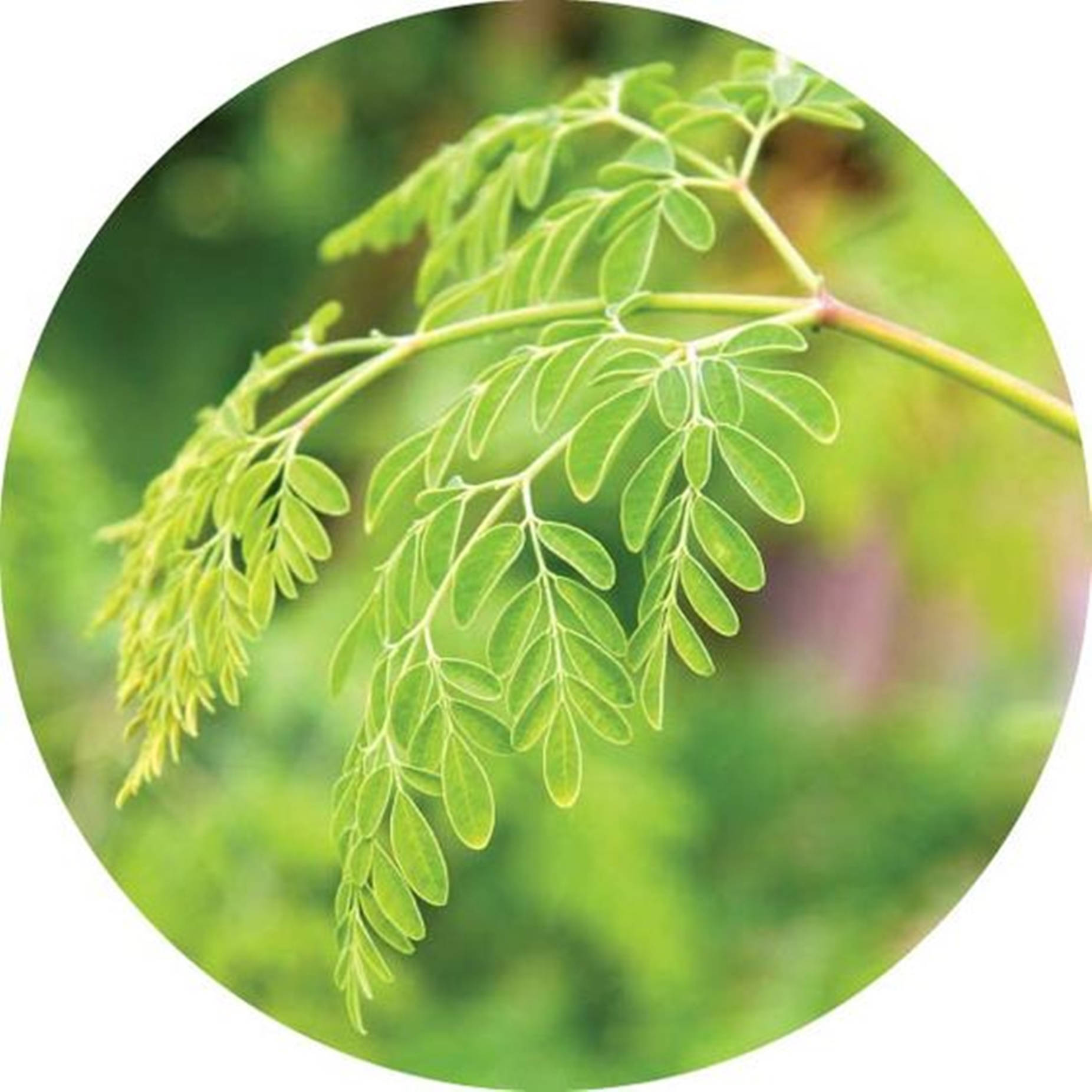 葉子 桌布 壁紙 — 特寫鏡頭：樹枝上充滿活力的綠色辣木葉，背景是柔和模糊的樹葉。