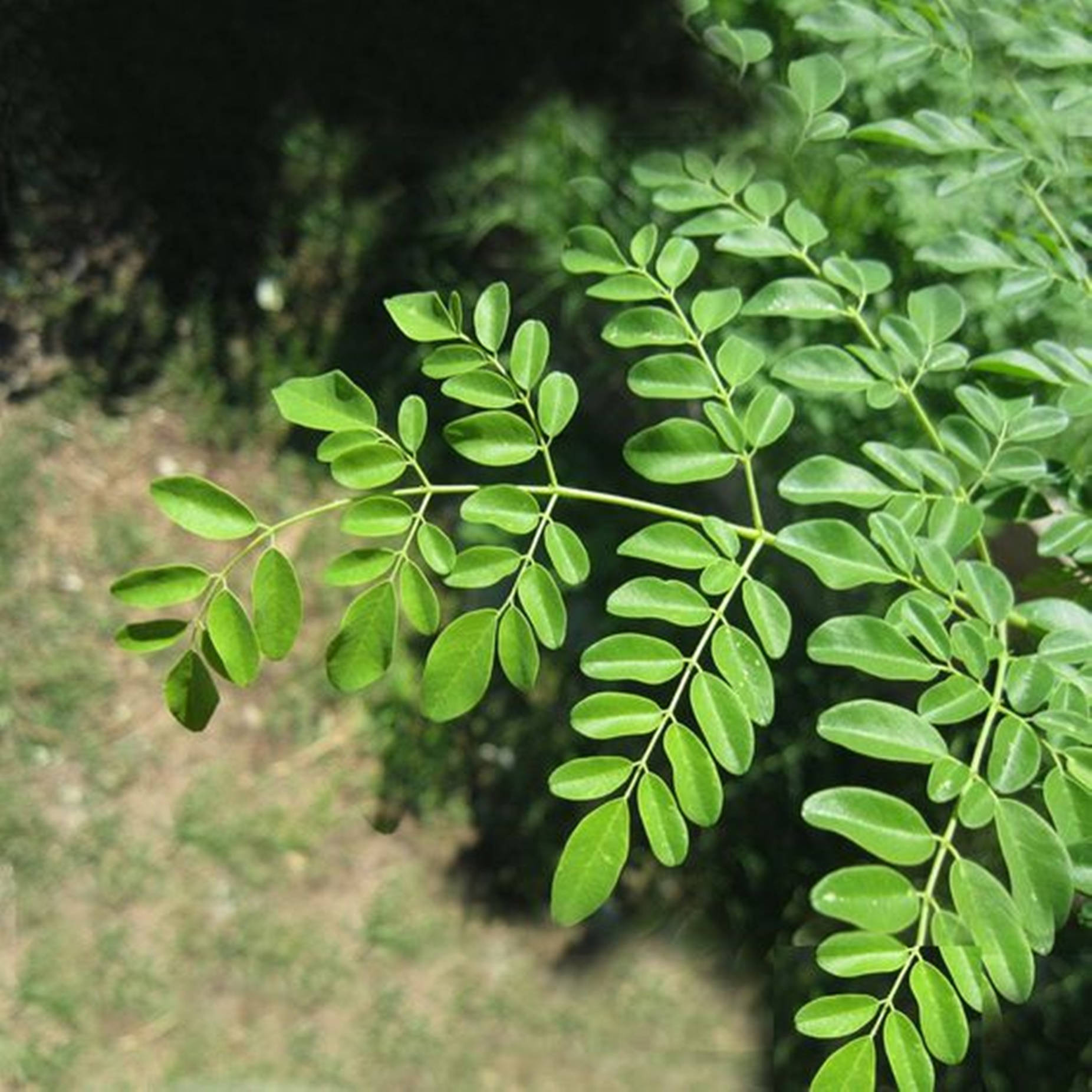 Green Leaves 桌布 壁紙 — 特寫鏡頭：樹枝上充滿活力的綠色辣木葉，柔和陽光穿過葉片灑落。