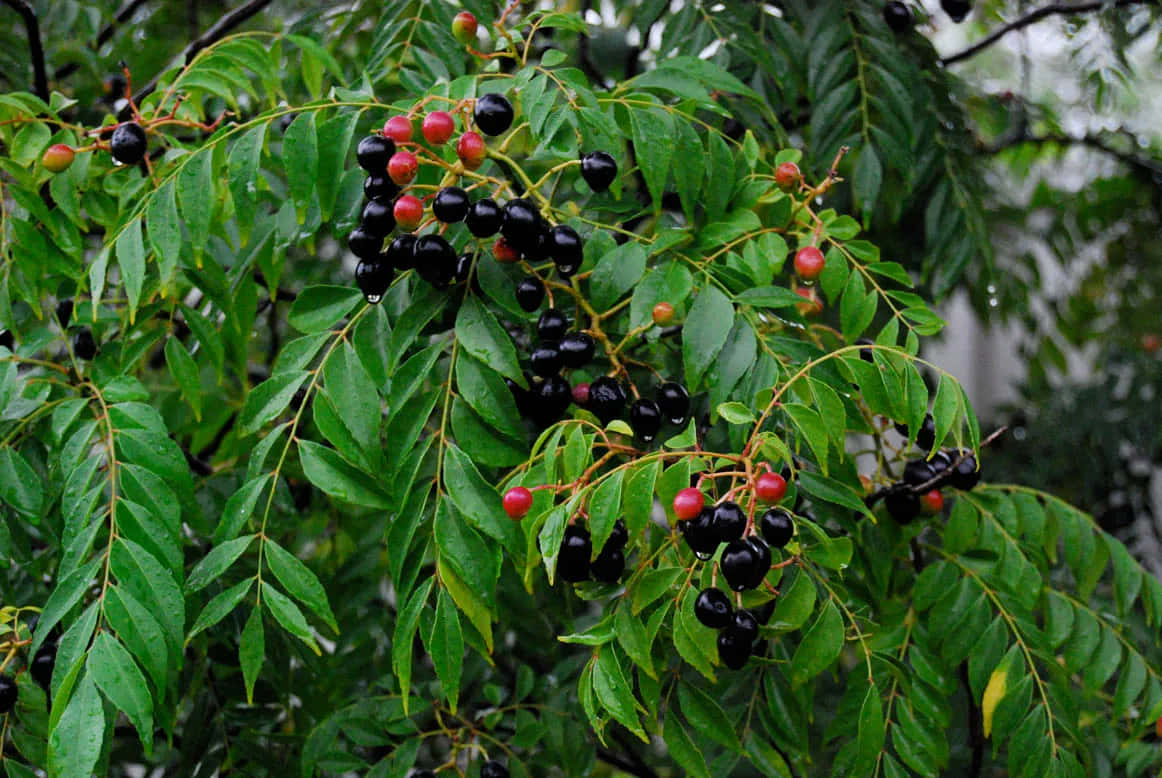 Berry 桌布 壁紙 — 特寫鏡頭：樹枝上掛滿光澤的黑莓和紅莓，藏在鮮綠的葉子之間。