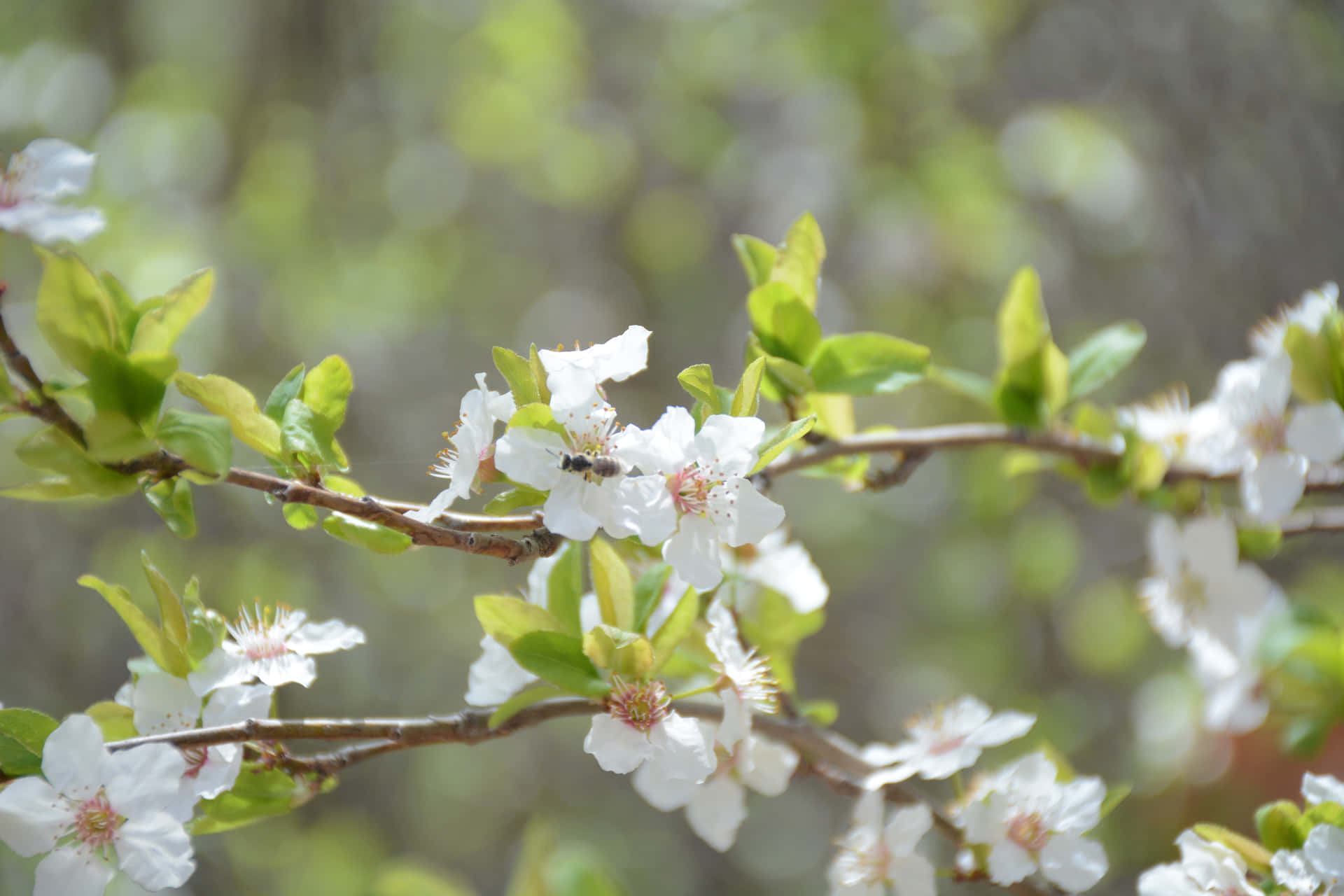 white flowers 壁紙 — 特寫鏡頭：樹枝上的白色花朵，襯以鮮綠葉片，一隻小蜜蜂在中央附近盤旋。