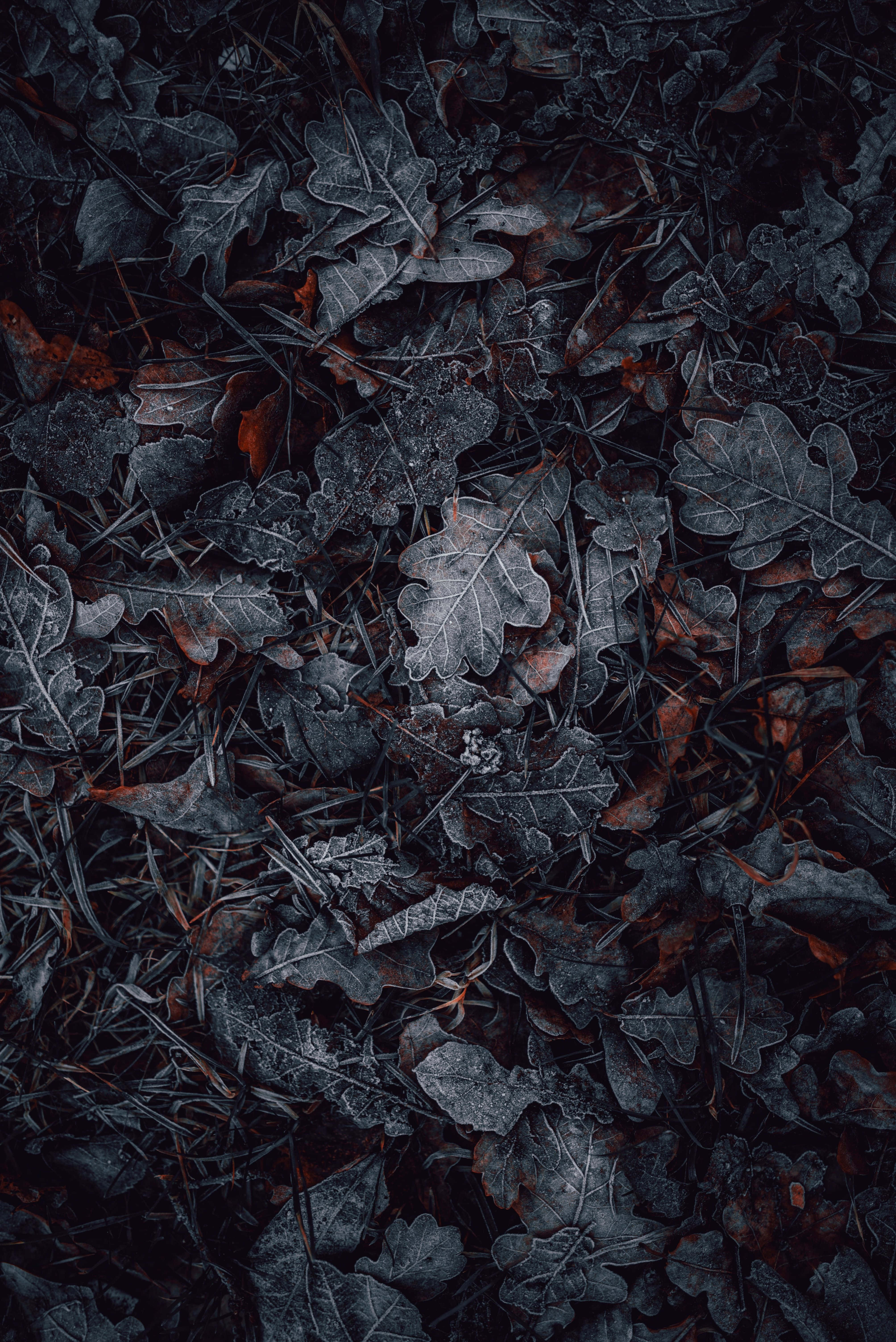 Charcoal 桌布 壁紙 — 特寫鏡頭：深暗陰影中，覆蓋霜凍的橡樹葉和松針，帶有淡淡的鏽紅色。