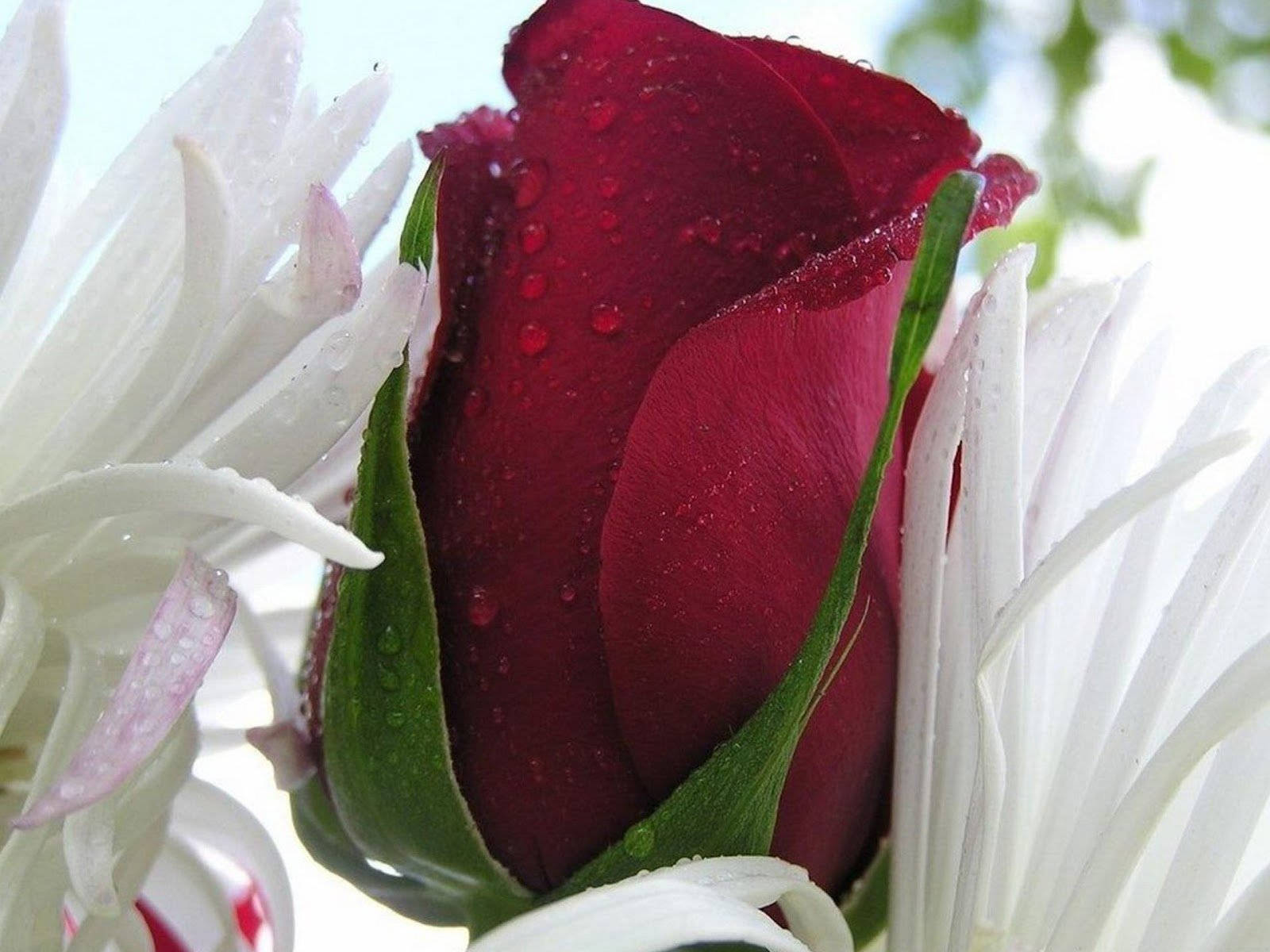 Rose Flower 桌布 壁紙 — 特寫鏡頭：深紅玫瑰蓓蕾閃爍著露珠，依偎在白色菊花叢中，映襯著明亮的天空。
