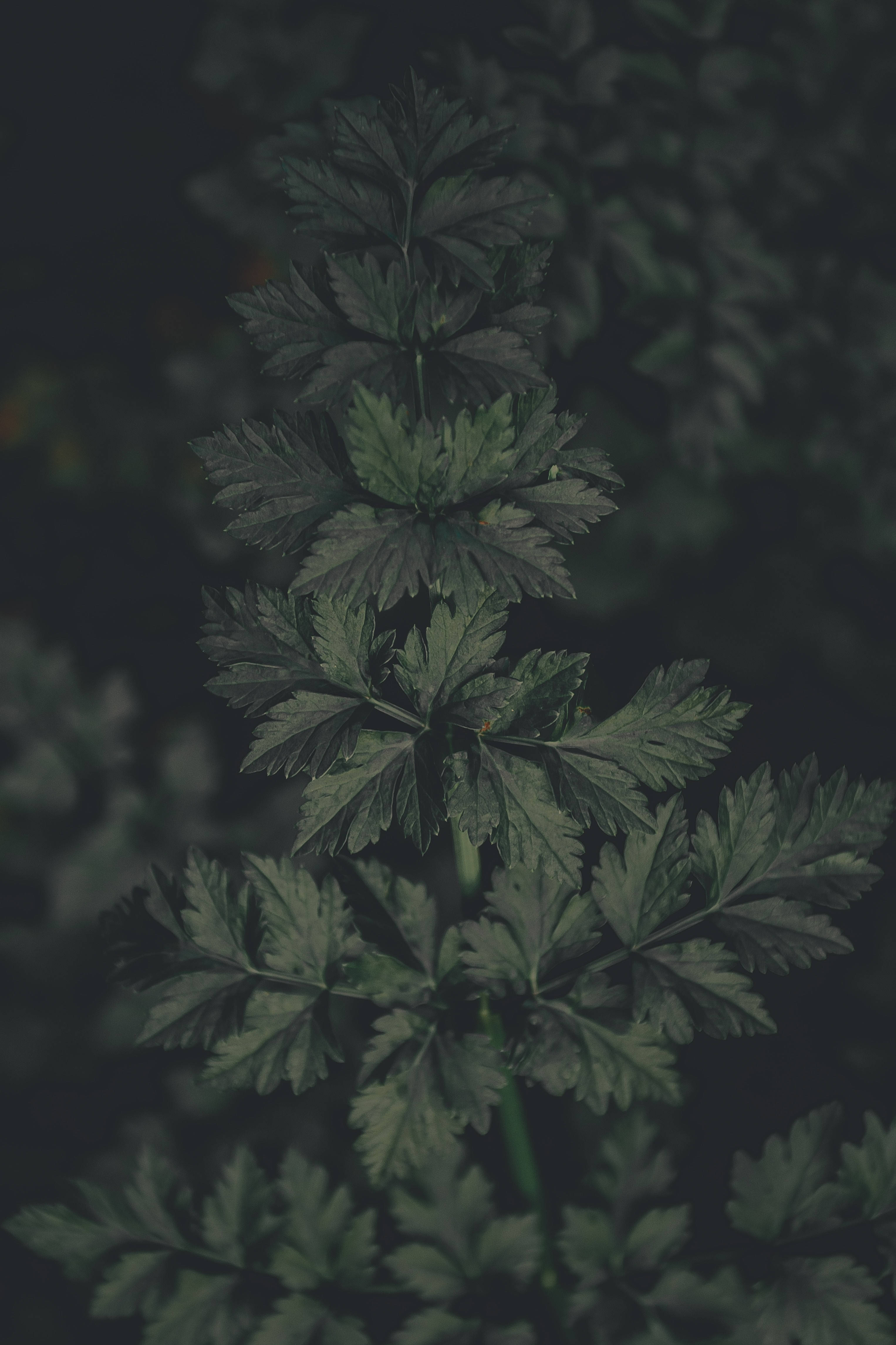 深綠色動畫 桌布 壁紙 — 特寫鏡頭：深綠色多葉植物莖幹，葉片精緻，背景模糊陰影。