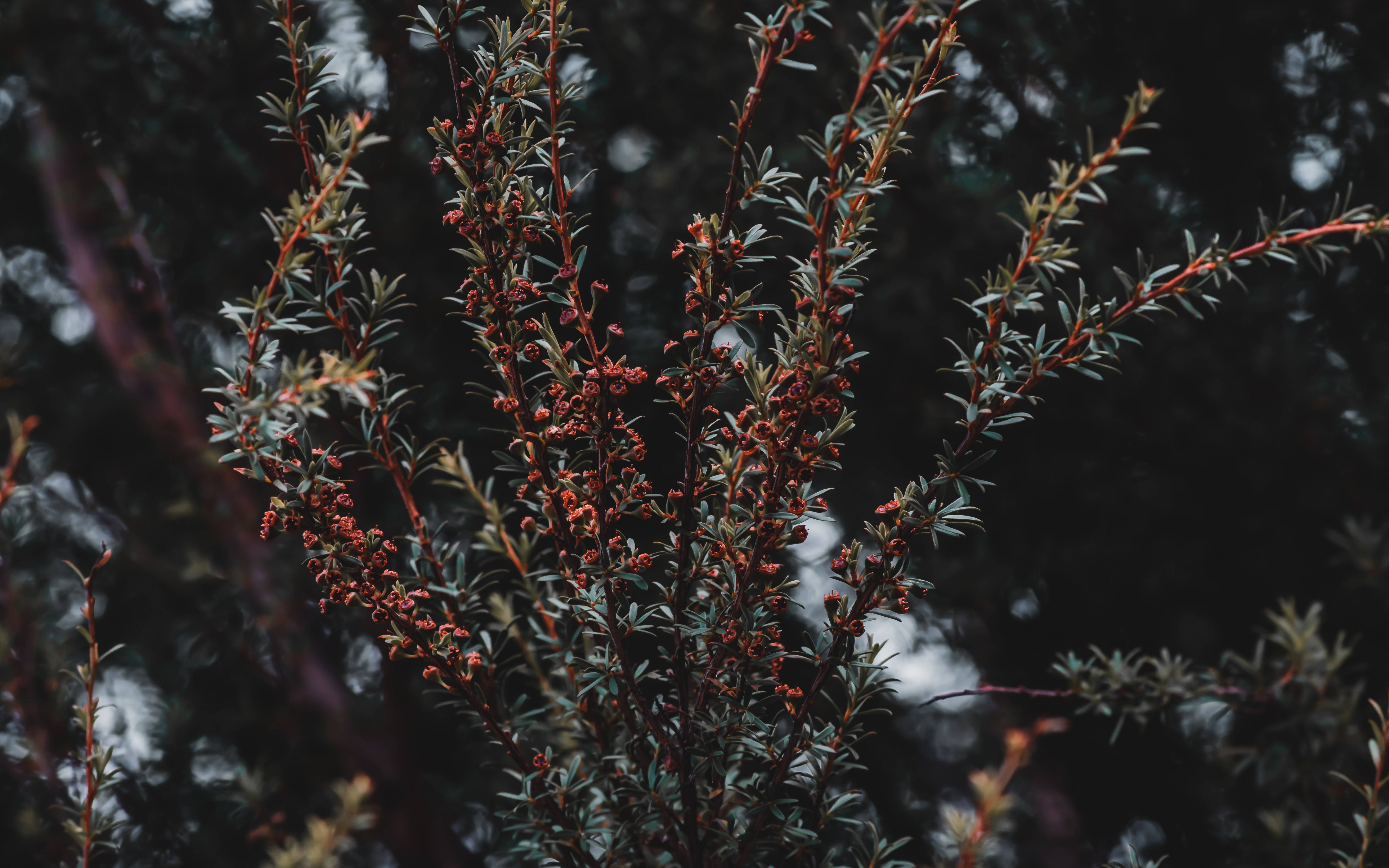 Plant 桌布 壁紙 — 特寫鏡頭：深色樹枝上精緻的紅色漿果和纖細的綠葉，背景是模糊的森林。