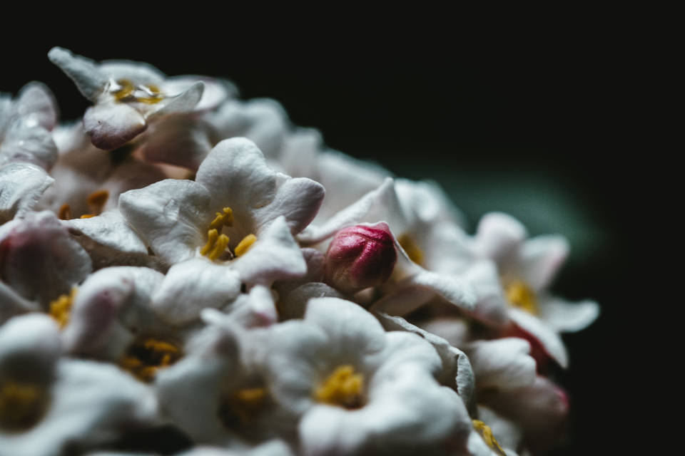 桌布 壁紙 — 特寫鏡頭：深色背景下，帶有黃色花心的精緻白色花朵和一個粉紅色花蕾。