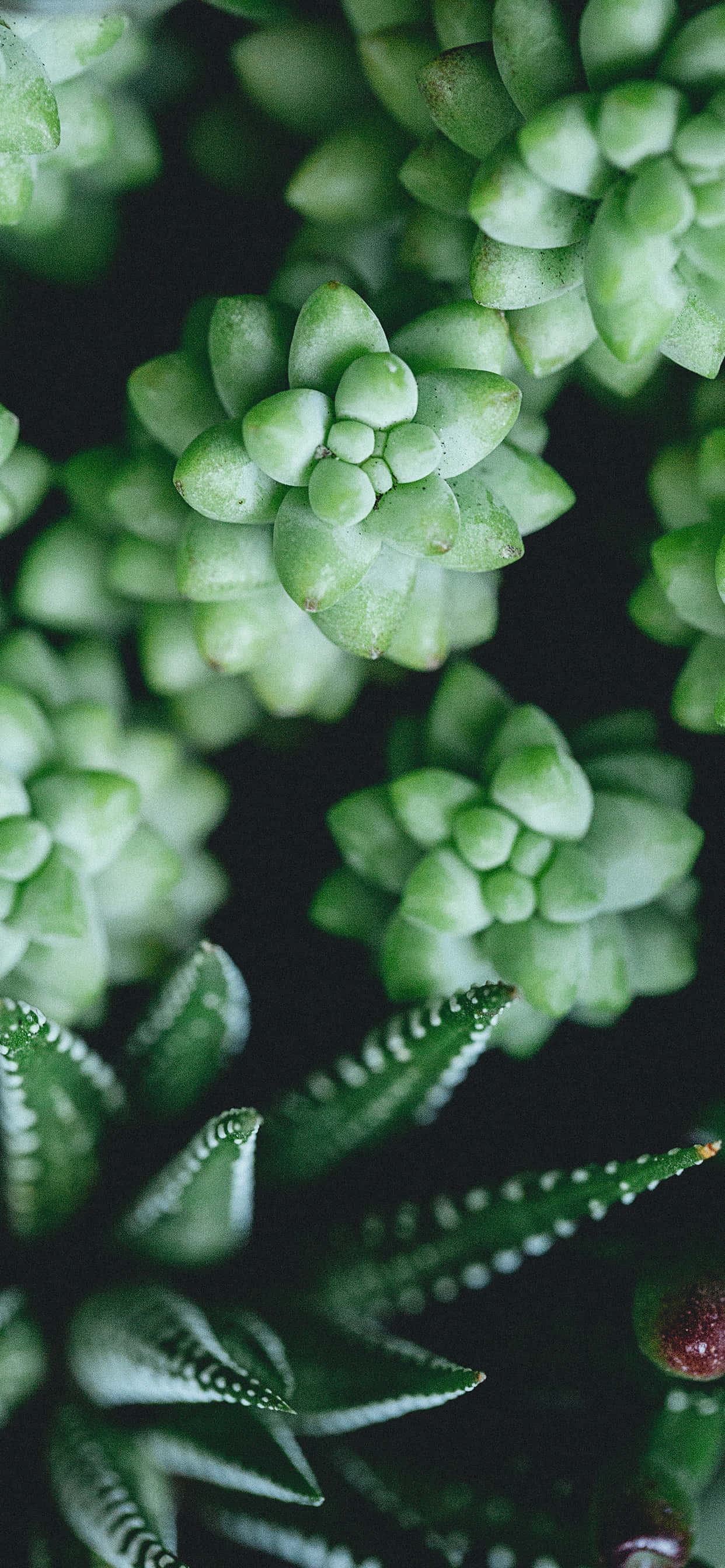 Plant 桌布 壁紙 — 特寫鏡頭：深色背景襯托下，帶有紋理葉片的鮮綠色多肉植物。