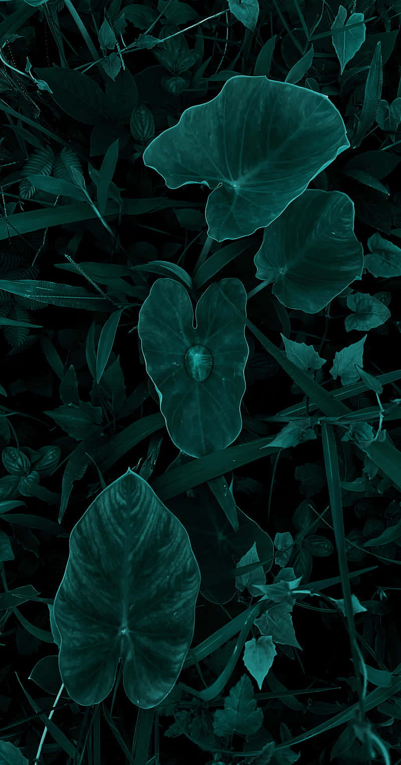 Dark Flower Aesthetic 桌布 壁紙 — 特寫鏡頭：深藍綠色森林地面上，一片大型光澤綠葉上有一滴露珠。