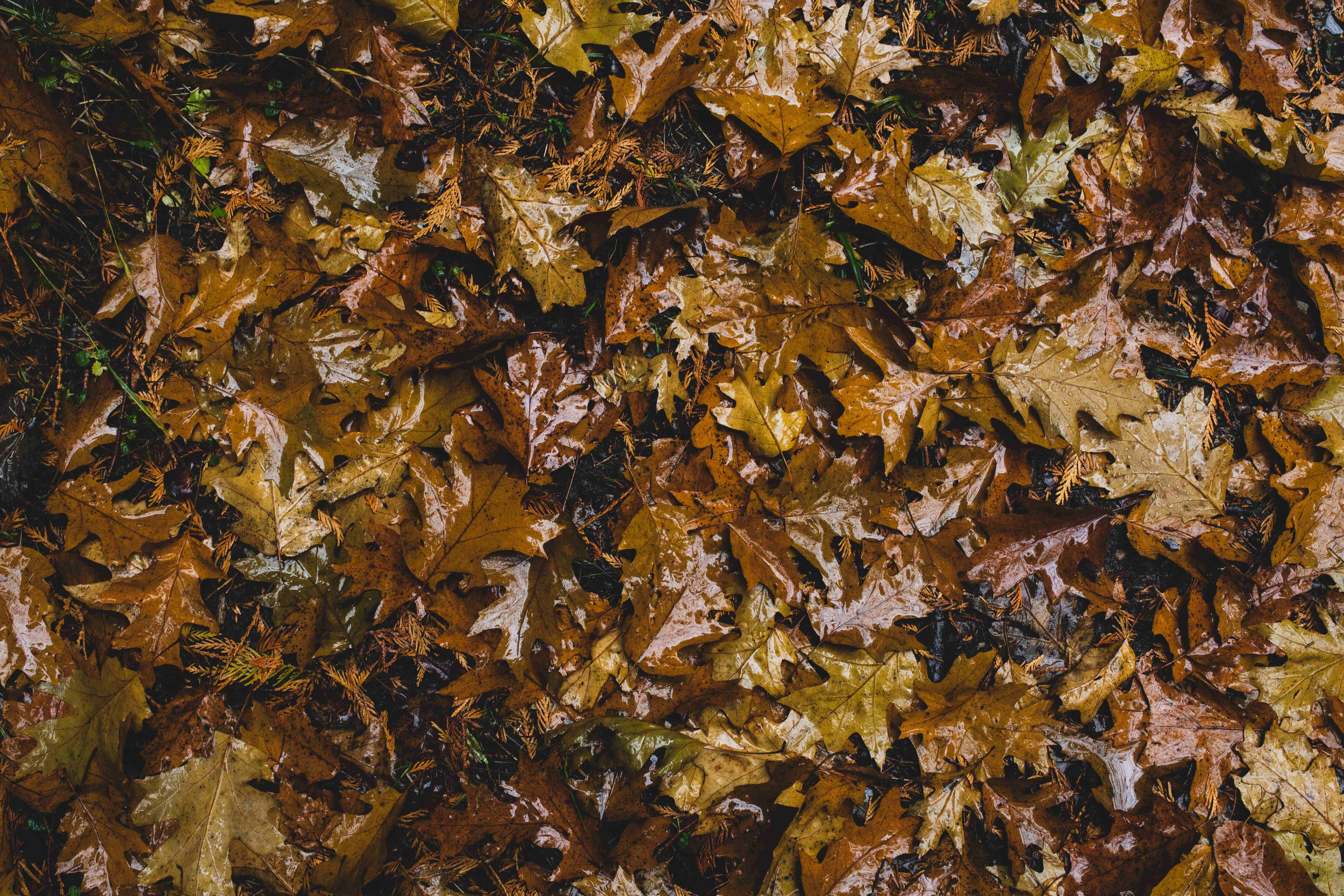 Fall Rain 桌布 壁紙 — 特寫鏡頭：潮濕的秋季橡樹葉以豐富的棕色和金色覆蓋森林地面。