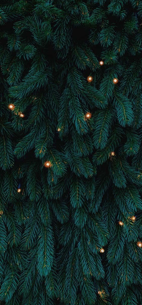 Dark Christmas 桌布 壁紙 — 特寫鏡頭：濃密深綠色松樹枝條點綴著溫暖發光的仙女燈。
