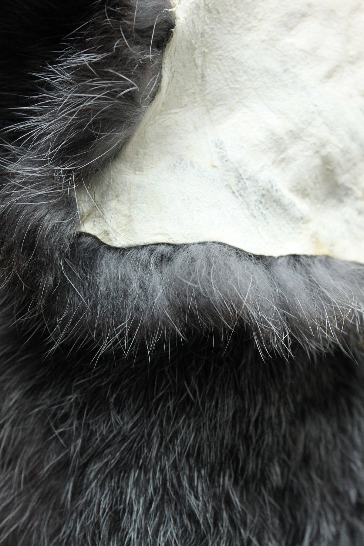 fur 桌布 壁紙 — 特寫鏡頭：濃密黑色毛髮，帶有白色底毛和質感布料，展現柔和對比。
