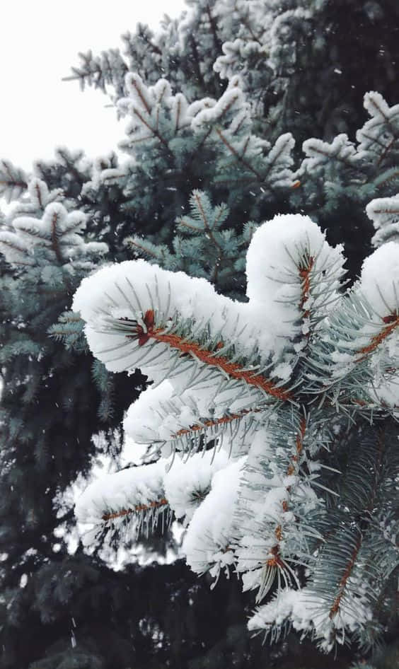 雪 桌布 壁紙 — 特寫鏡頭：白雪覆蓋的常綠樹枝，帶有霜凍的針葉，襯托著柔和的白色天空。