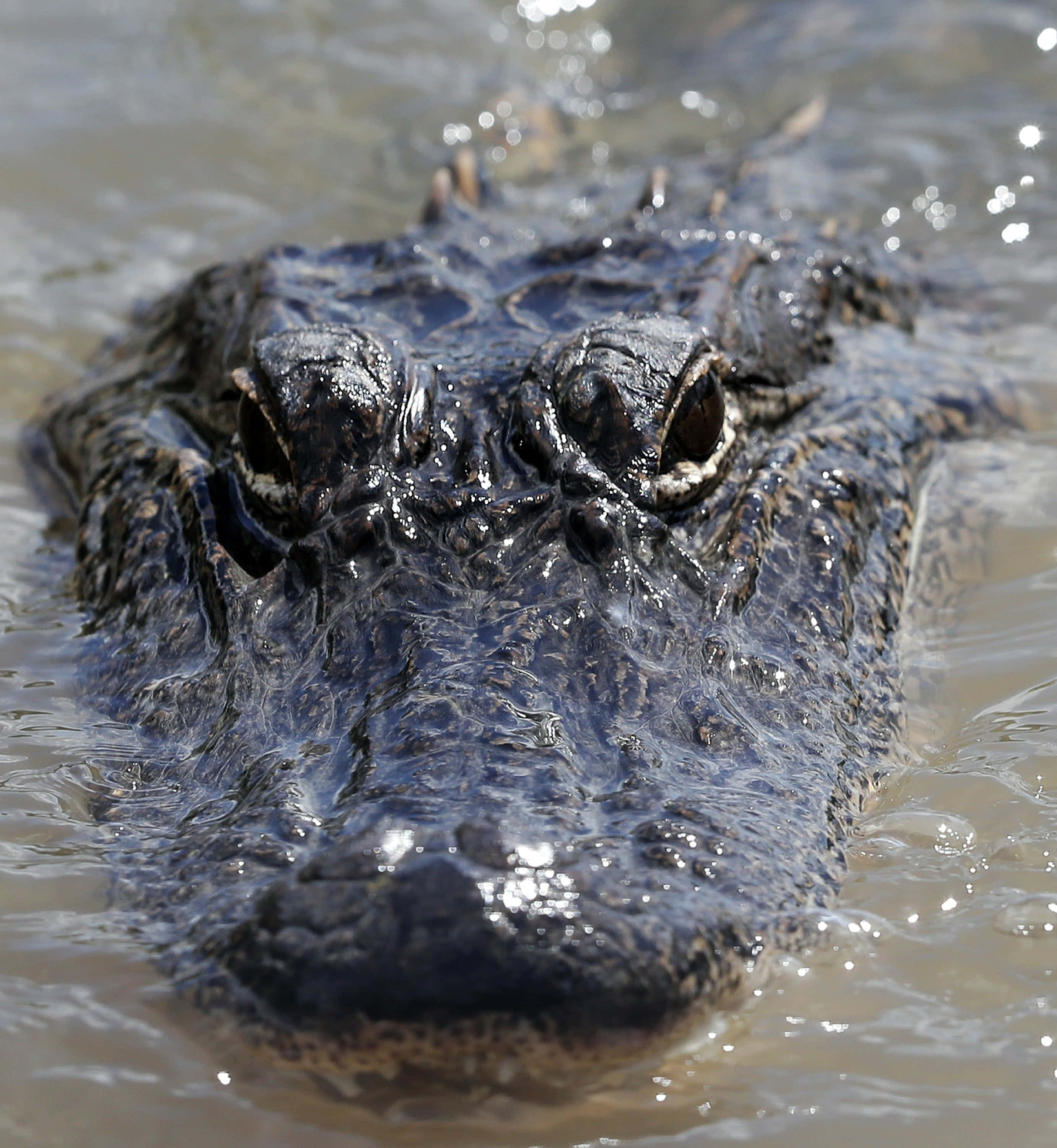 Alligator 桌布 壁紙 — 特寫鏡頭：短吻鱷在明亮陽光下從渾濁水中浮現，展現其銳利眼神及紋理分明的口鼻部。