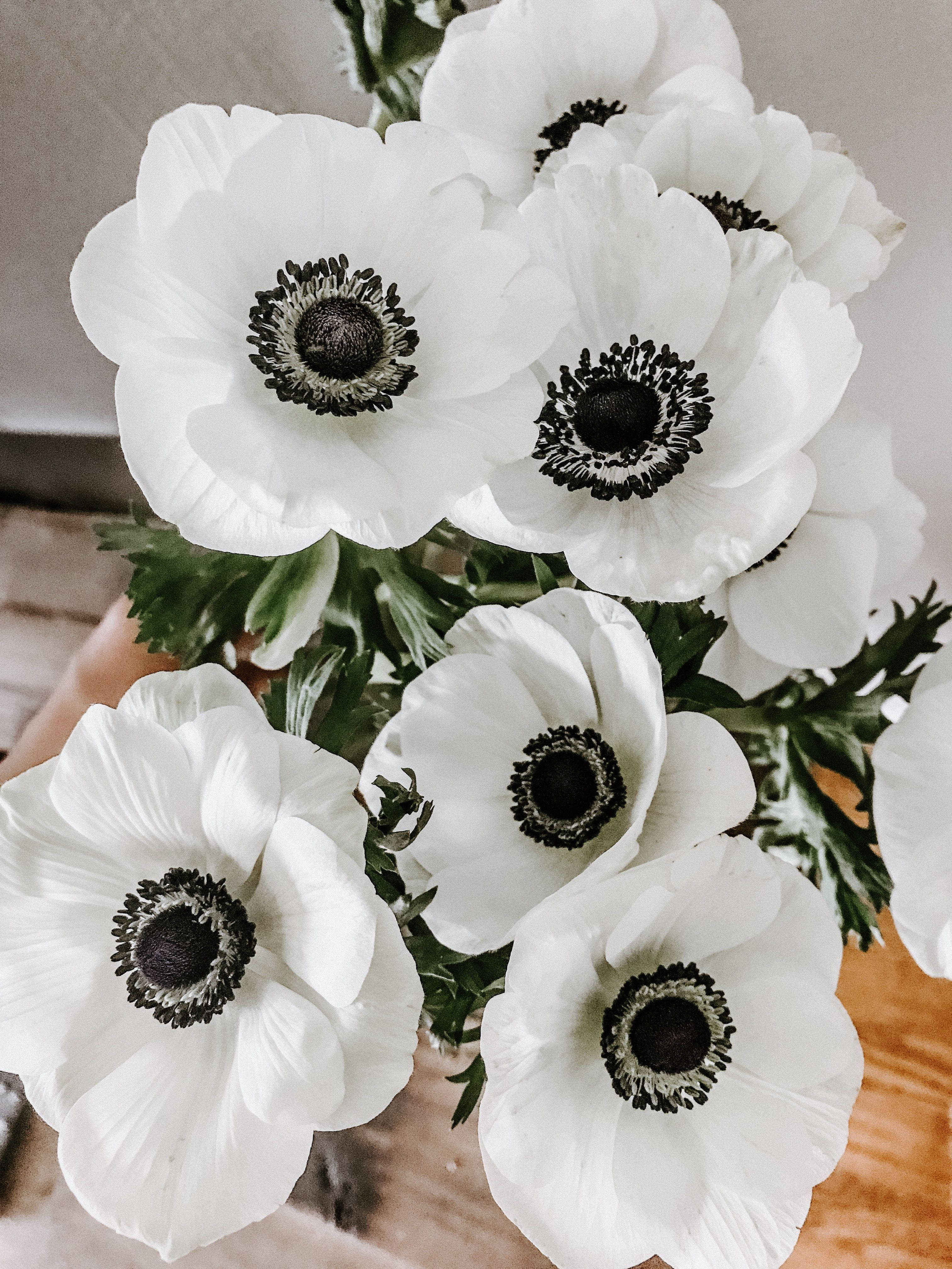 海葵花 桌布 壁紙 — 特寫鏡頭：純白銀蓮花，深色花心，依偎在綠色葉叢中，背景是柔軟的木質表面。