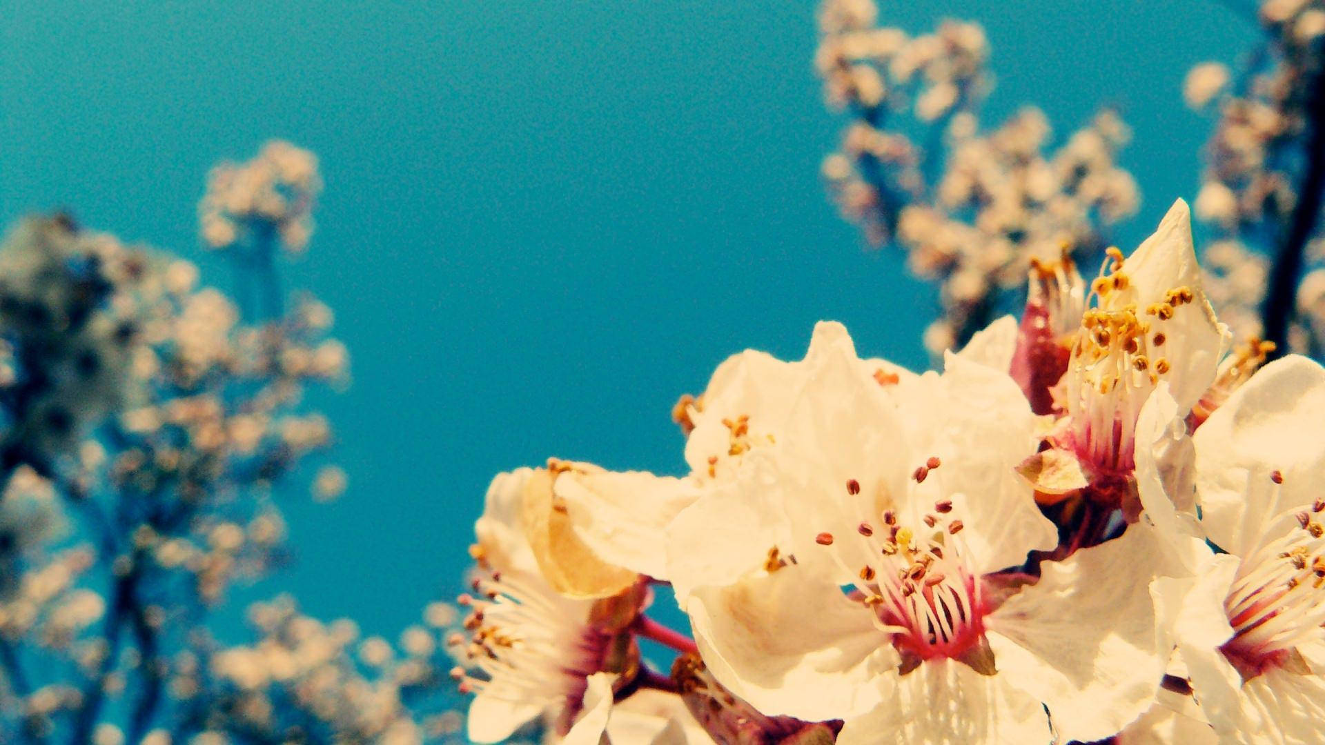 Spring Aesthetic 桌布 壁紙 — 特寫鏡頭：細膩的白色花朵，帶有黃色雄蕊，襯托著鮮豔的藍天。
