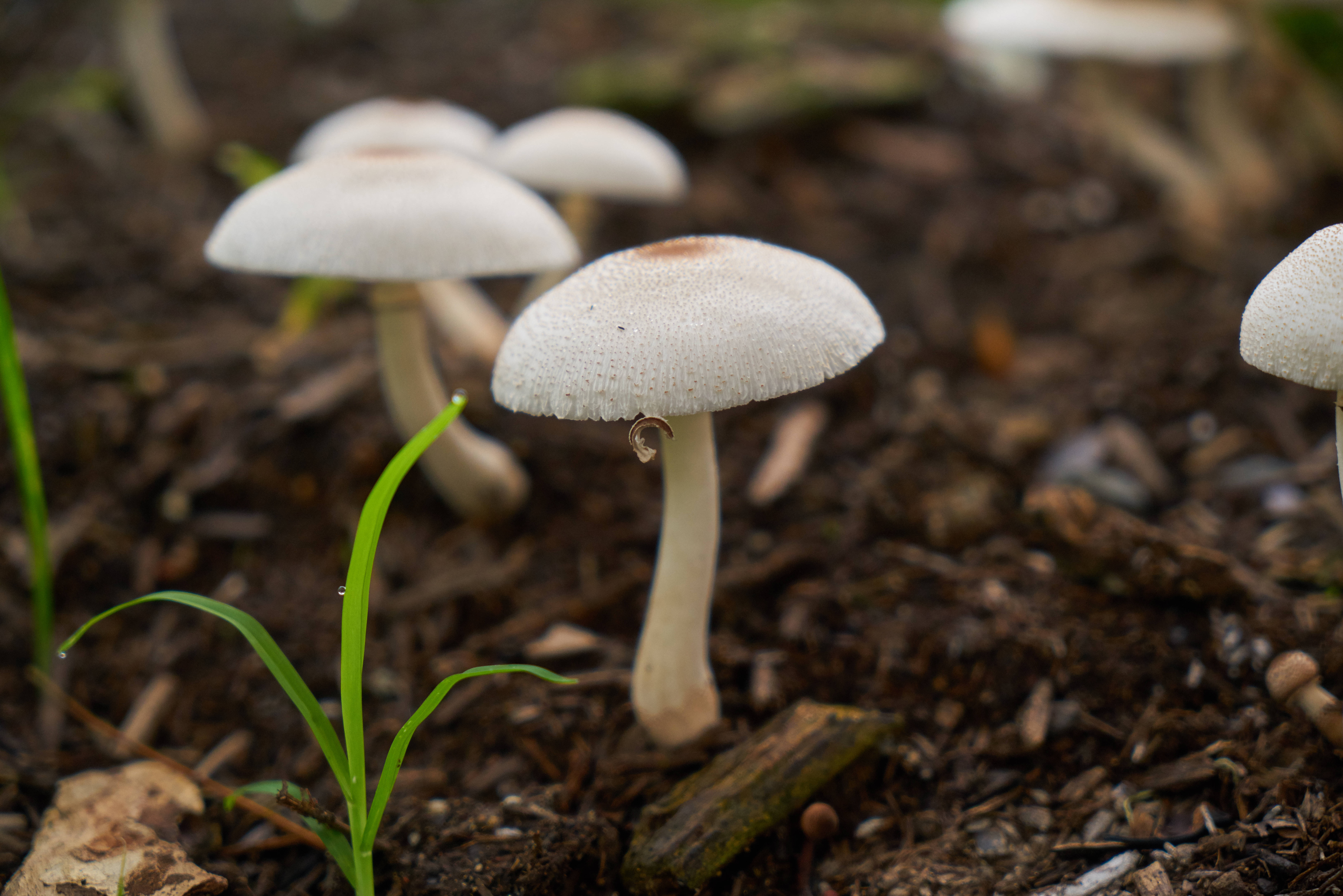 Cute Mushroom 桌布 壁紙 — 特寫鏡頭：細膩的白色蘑菇從肥沃的深色土壤中冒出，旁邊是充滿活力的綠色草葉。