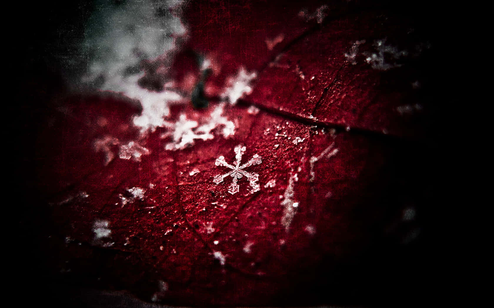 雪花 桌布 壁紙 — 特寫鏡頭，細膩的雪花落在質感豐富的深紅色葉子上，背景為深色。