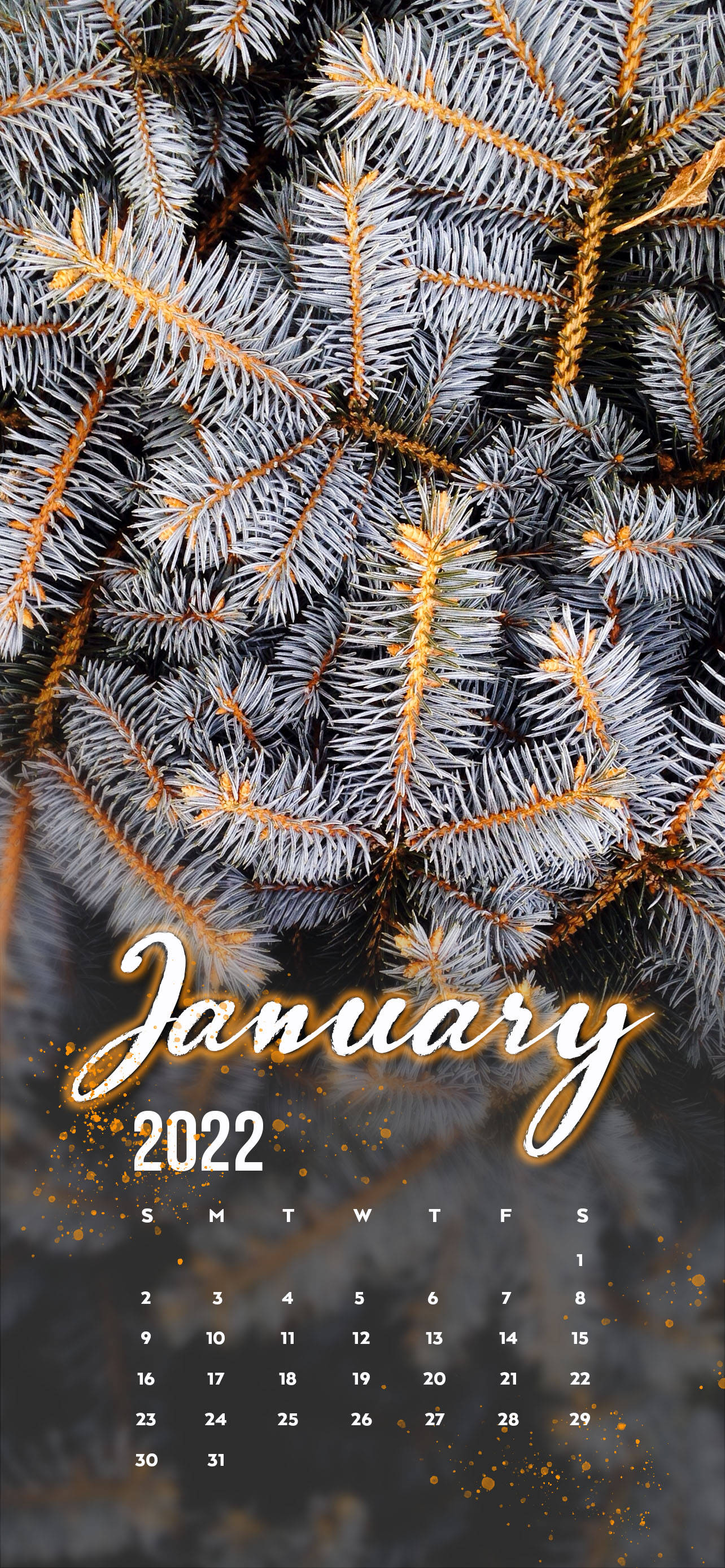 Calendar 桌布 壁紙 — 特寫鏡頭：結霜的松樹枝條，金色點綴，框住2022年1月日曆。