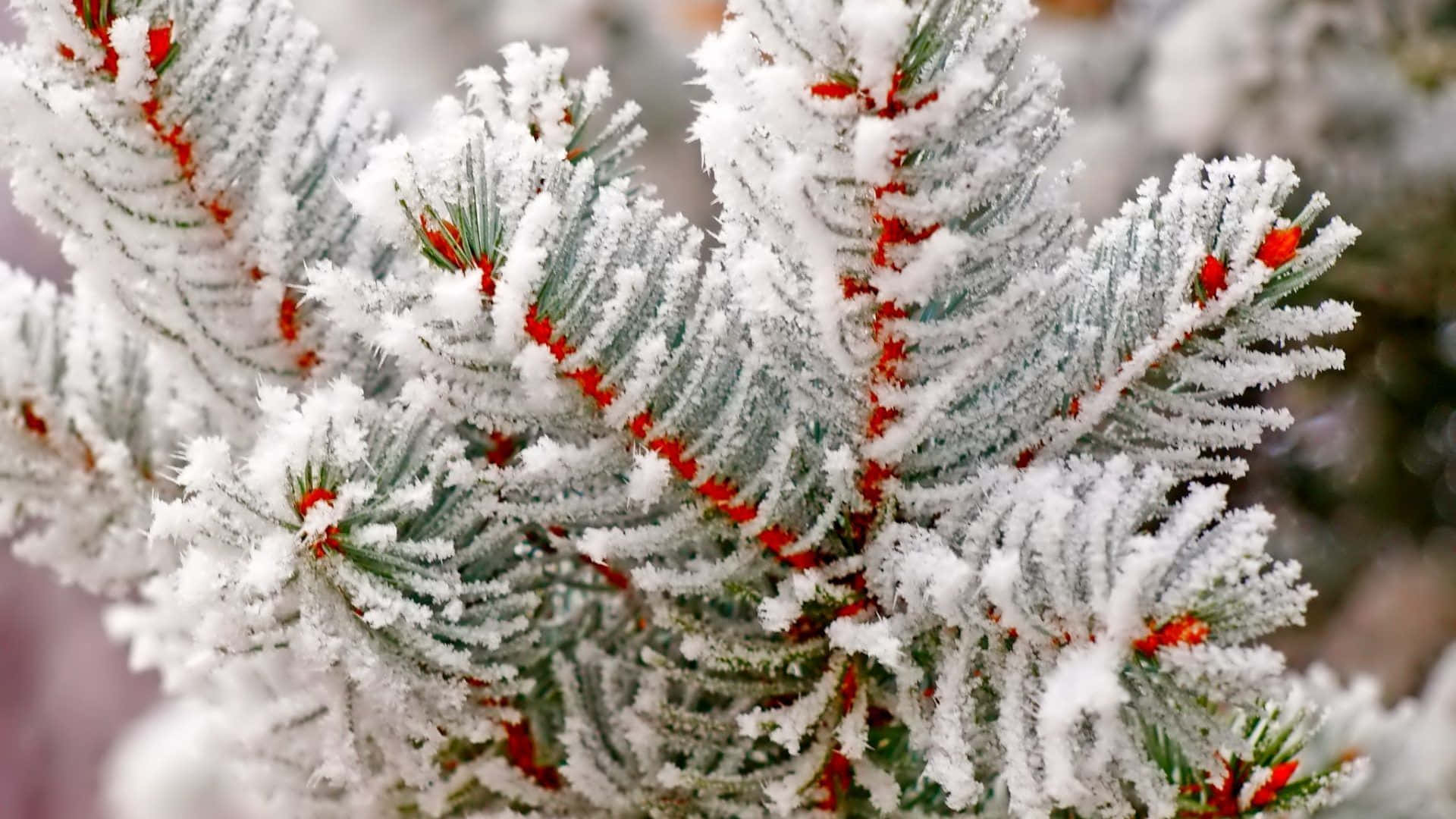 Winter Trees 桌布 壁紙 — 特寫鏡頭：結霜的松樹枝條上，鮮紅的漿果在雪白的松針間閃耀。
