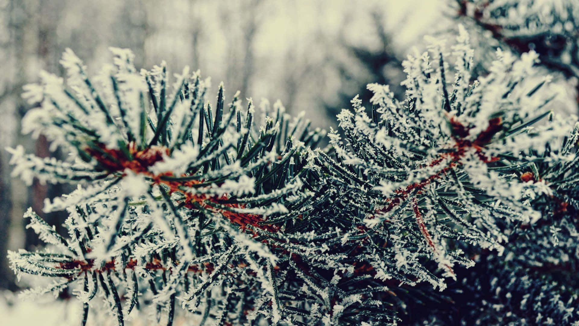 Winter Trees 桌布 壁紙 — 特寫鏡頭：結霜的松針，帶有紅色莖幹，背景是模糊的冬季森林。