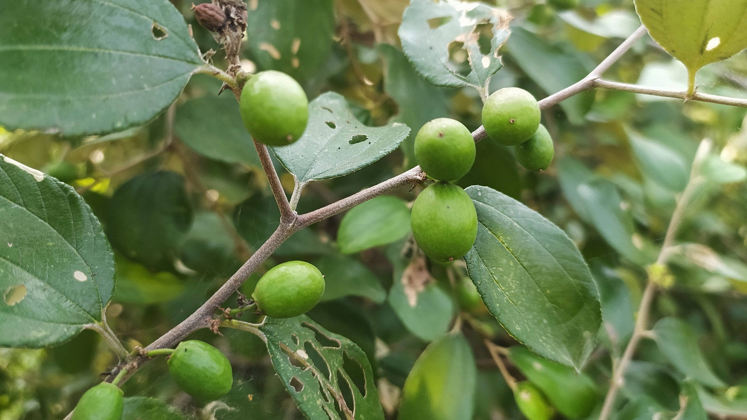 Plant 桌布 壁紙 — 特寫鏡頭：綠色未成熟果實懸掛在茂密樹枝上，部分葉片受損。