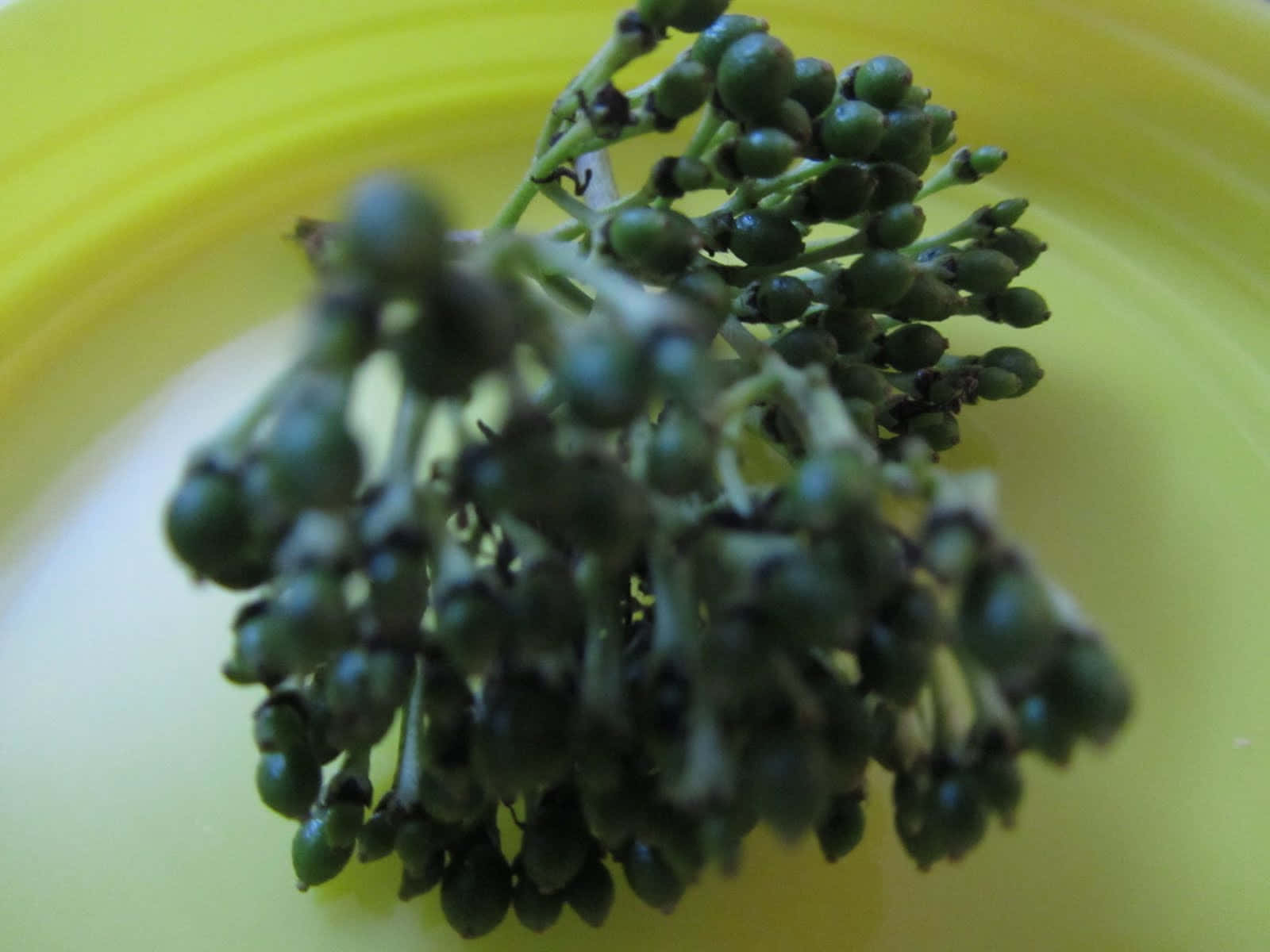 Fruit 桌布 壁紙 — 特寫鏡頭：綠色未成熟漿果簇生在莖上，背景為明亮的黃色彎曲表面。