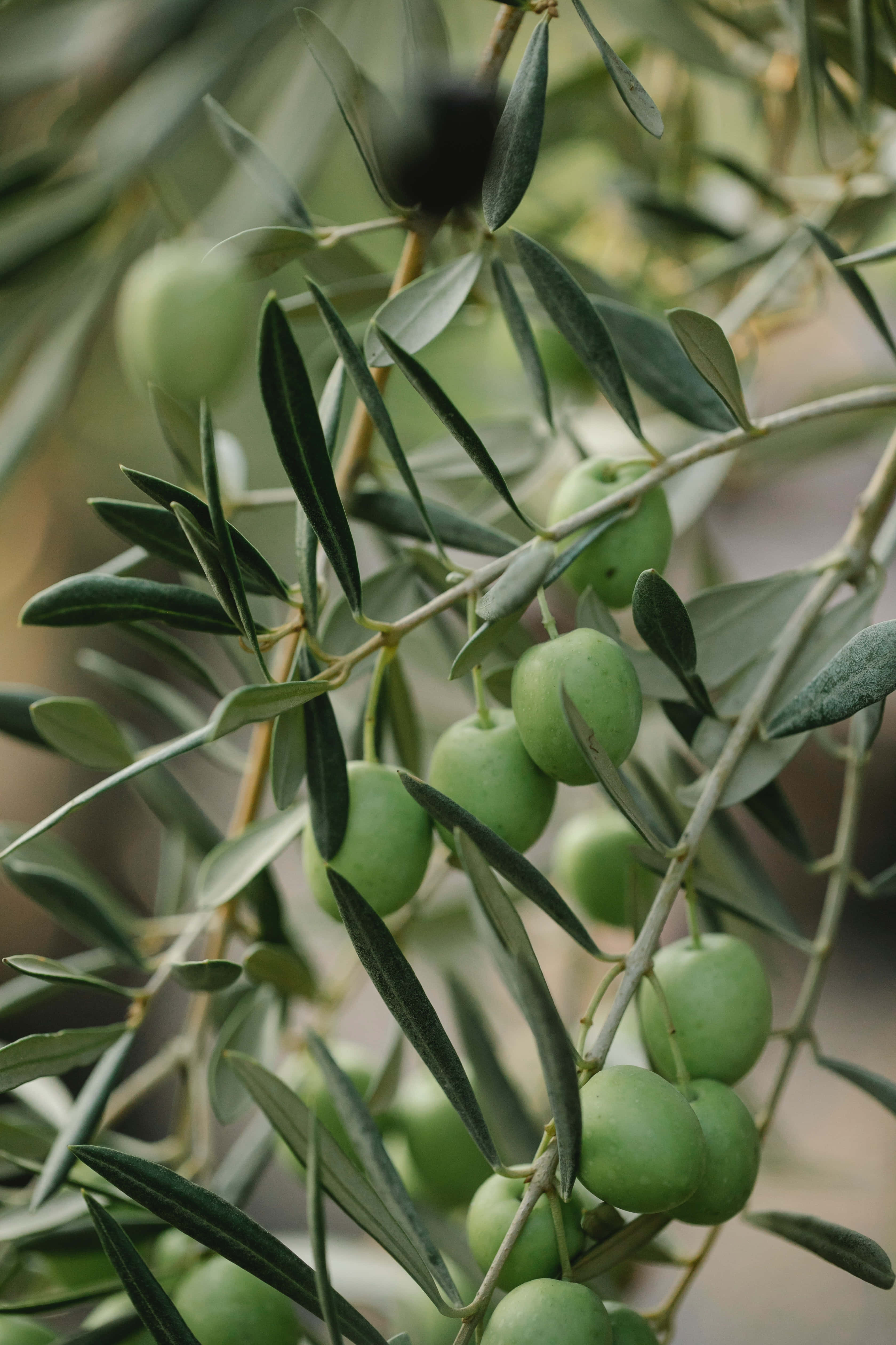 Olive Tree 桌布 壁紙 — 特寫鏡頭：綠色橄欖掛在帶有細長葉子的樹枝上，沐浴在柔和自然光中。