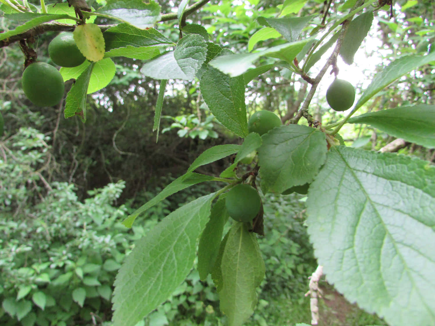 Fruit 桌布 壁紙 — 特寫鏡頭：翠綠的李子掛在枝葉茂盛的樹枝上，背景是茂密的森林。