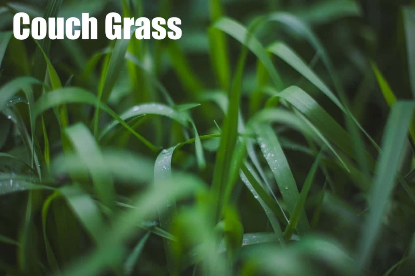 Grass 桌布 壁紙 — 特寫鏡頭：翠綠的百慕達草葉片在柔和自然光下閃爍著露珠。