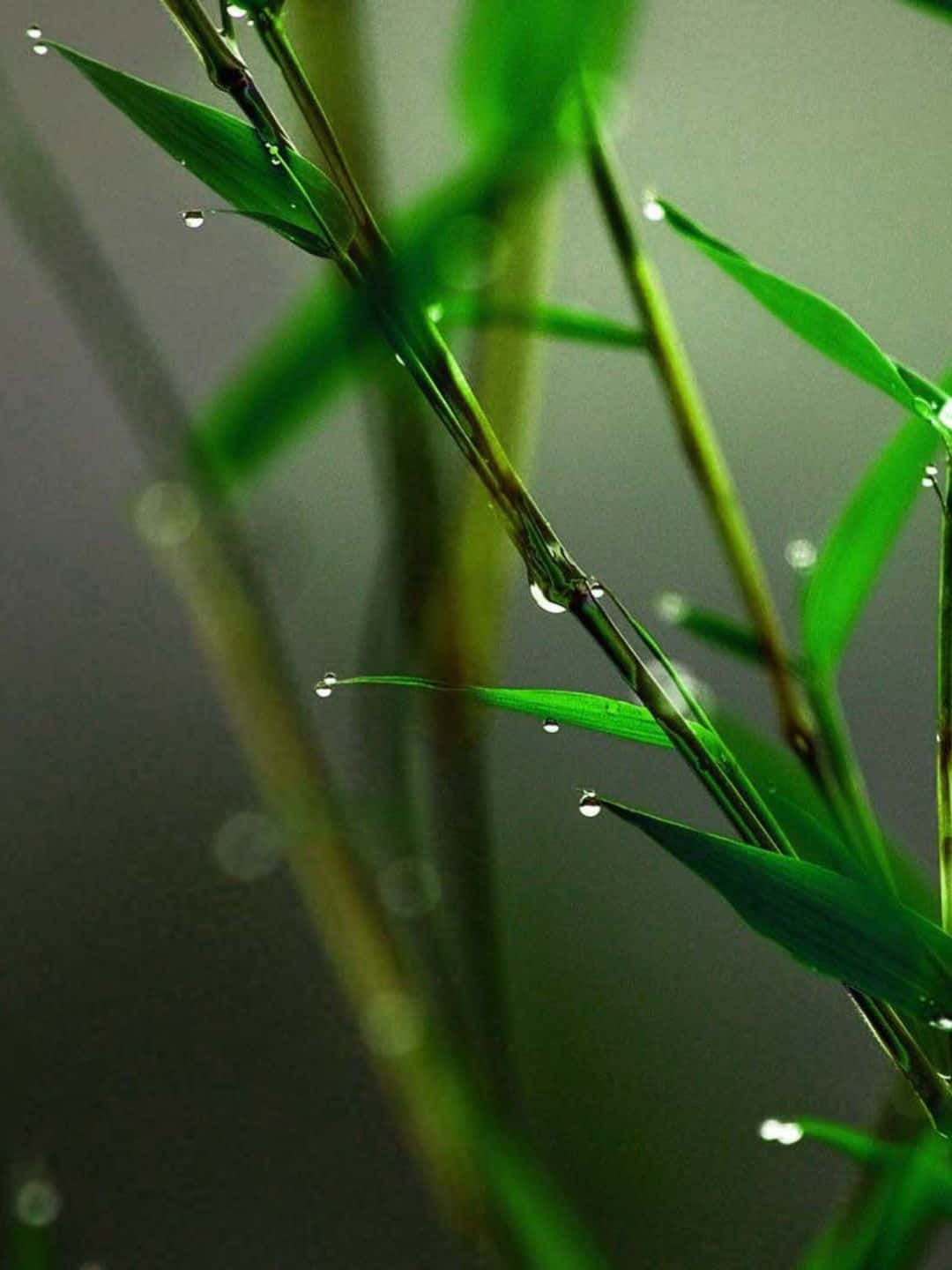 Bamboo Tree 桌布 壁紙 — 特寫鏡頭，翠綠的草葉在柔和的模糊背景下閃爍著露珠。