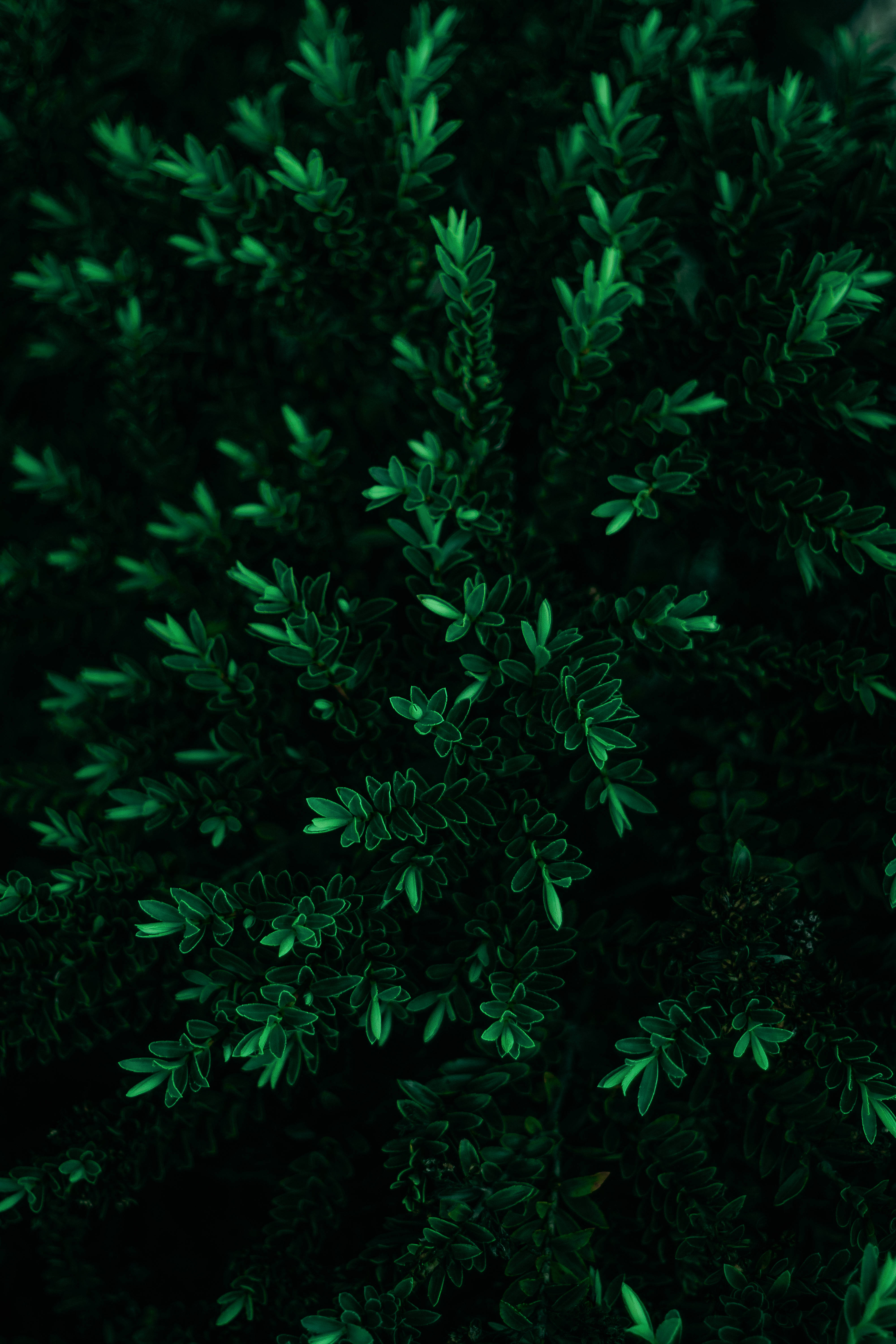簡約暗黑美學 桌布 壁紙 — 特寫鏡頭：茂密深綠色葉片，葉緣鋒利，在黑色背景上發光。